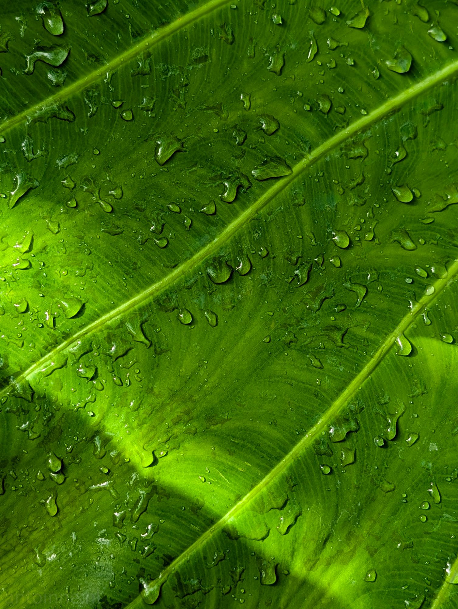 Tropical green