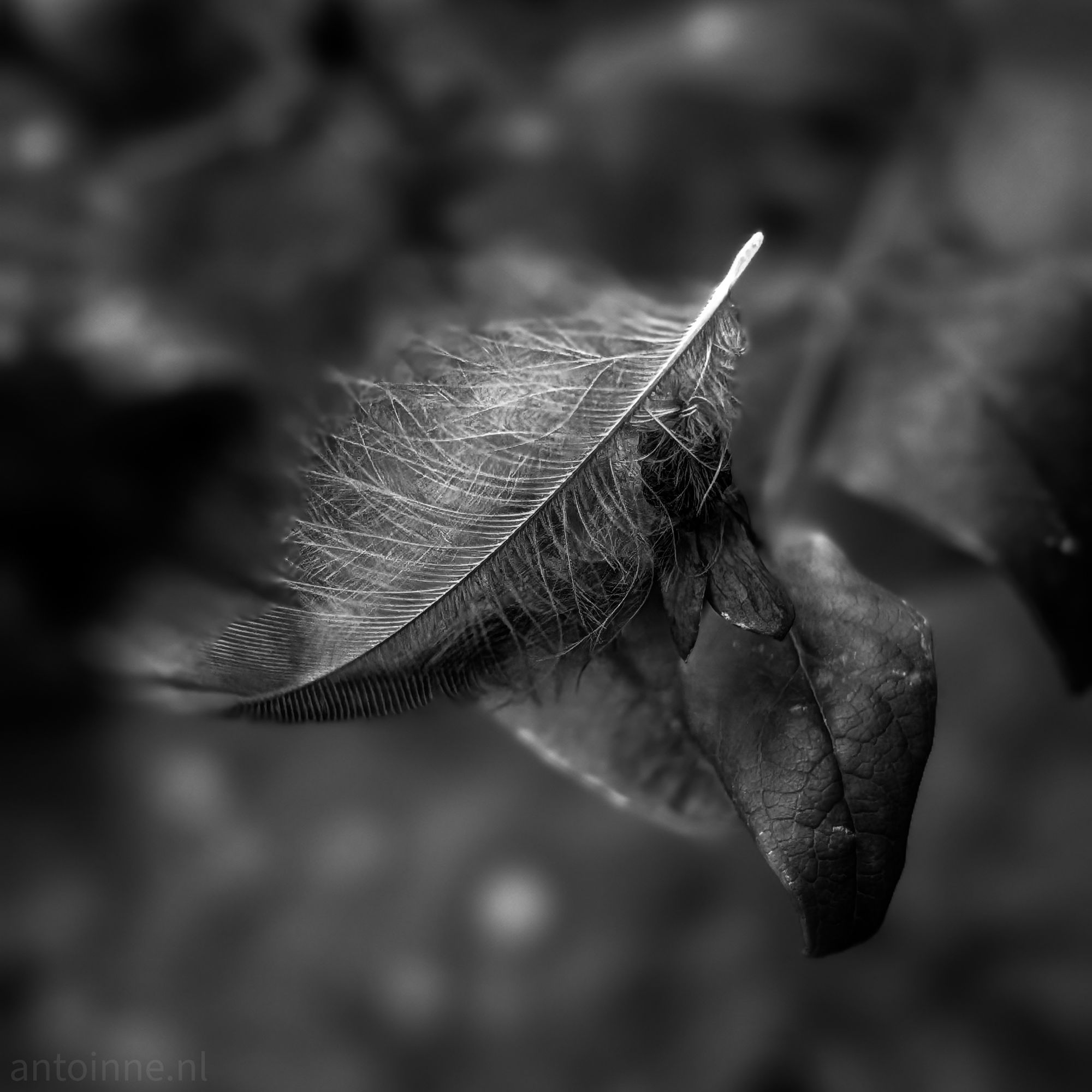 Feather