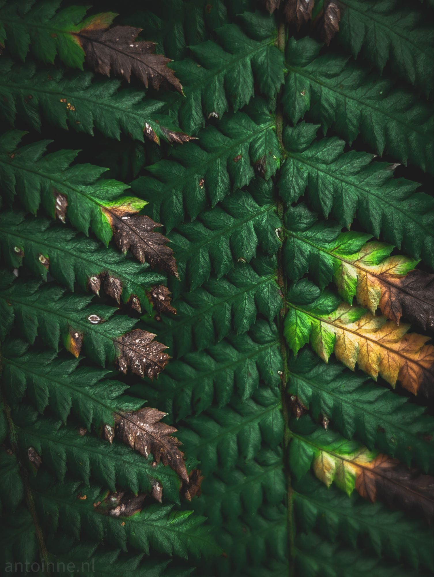 Fern