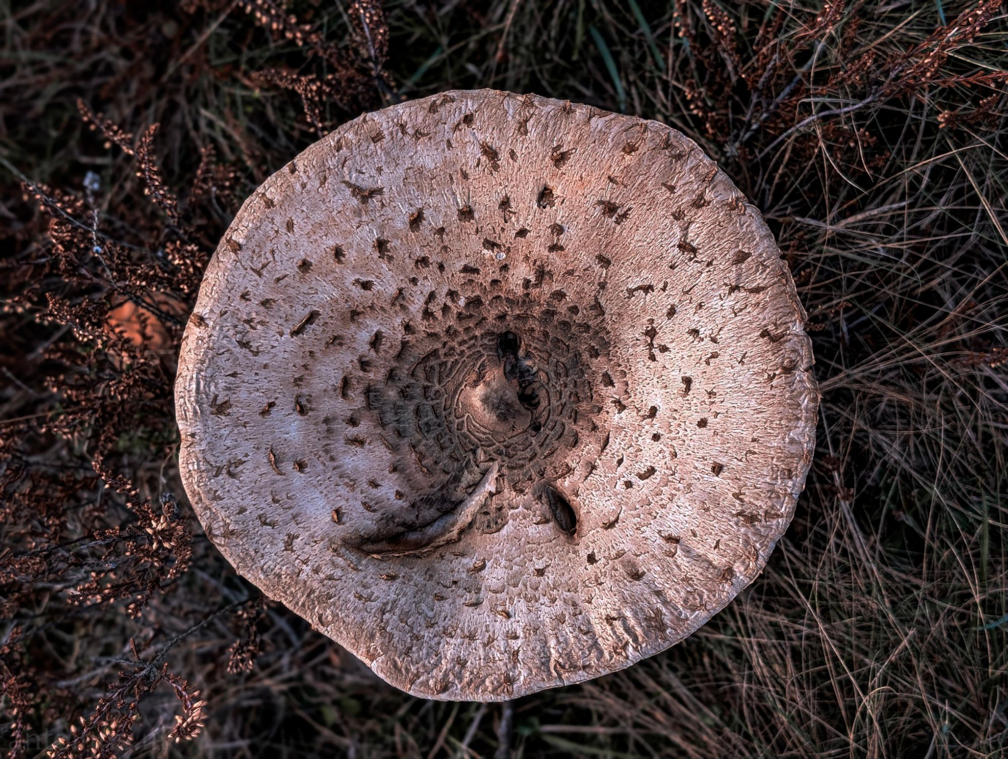 Parasol
