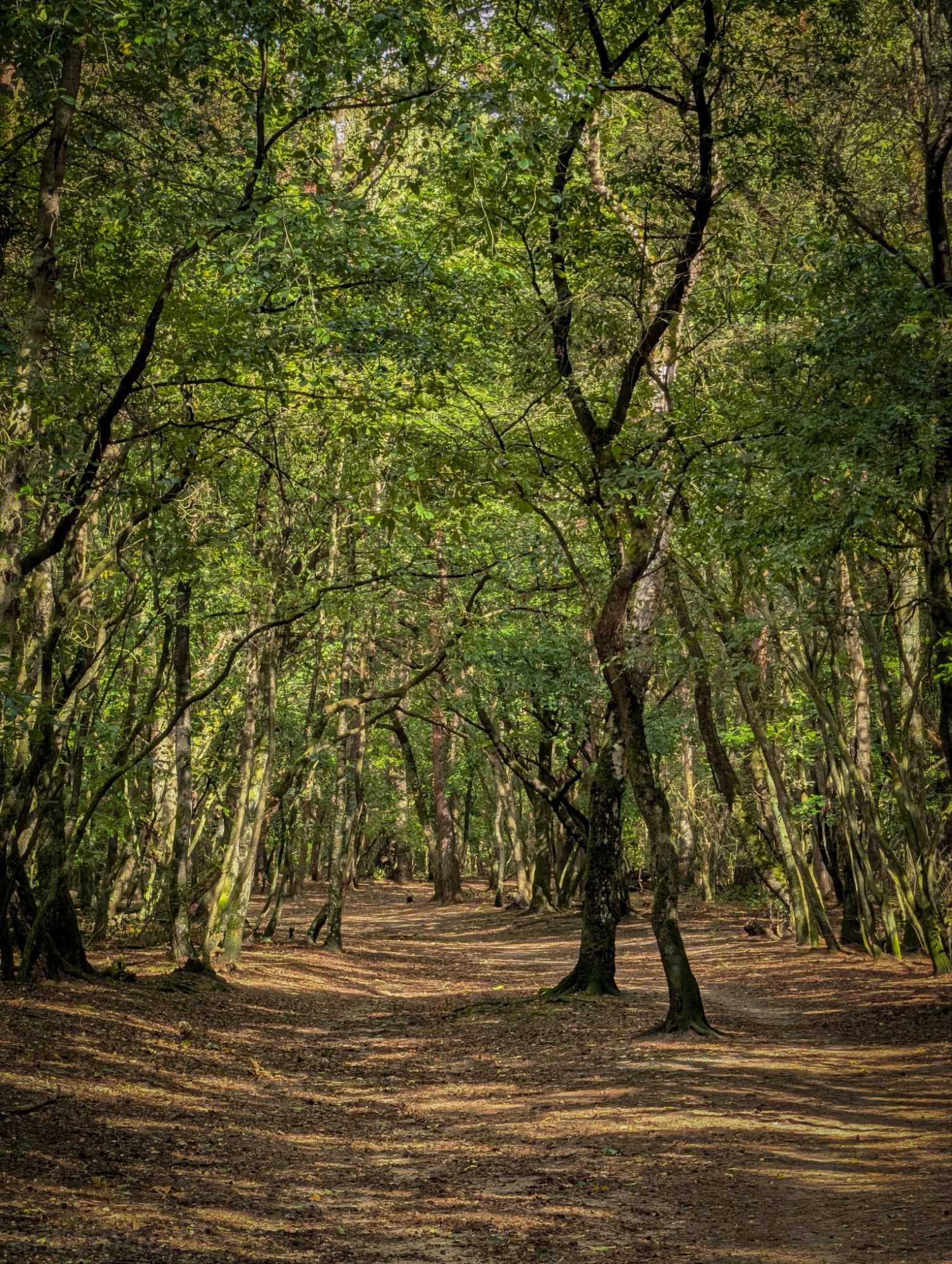 Forest