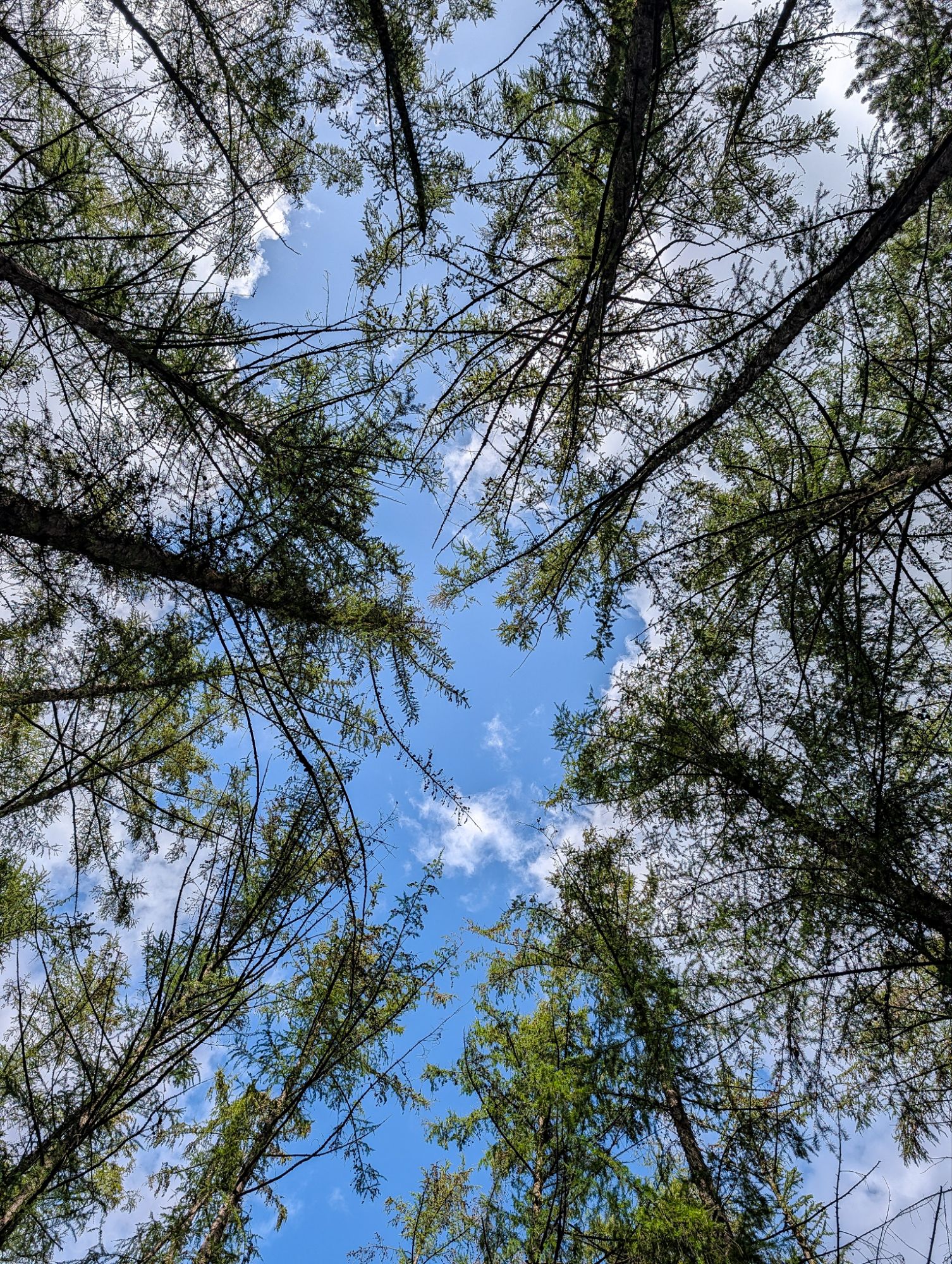 Im Wald