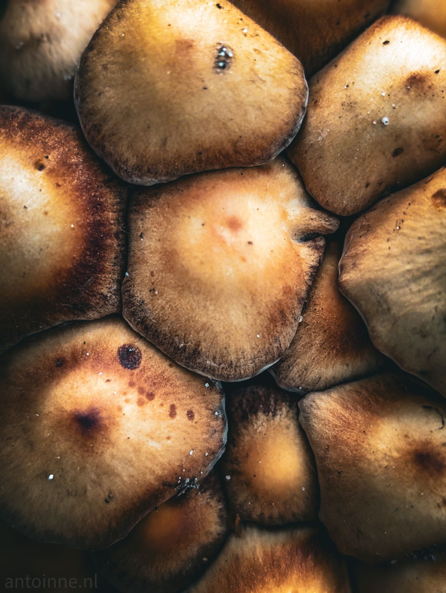 Mushrooms