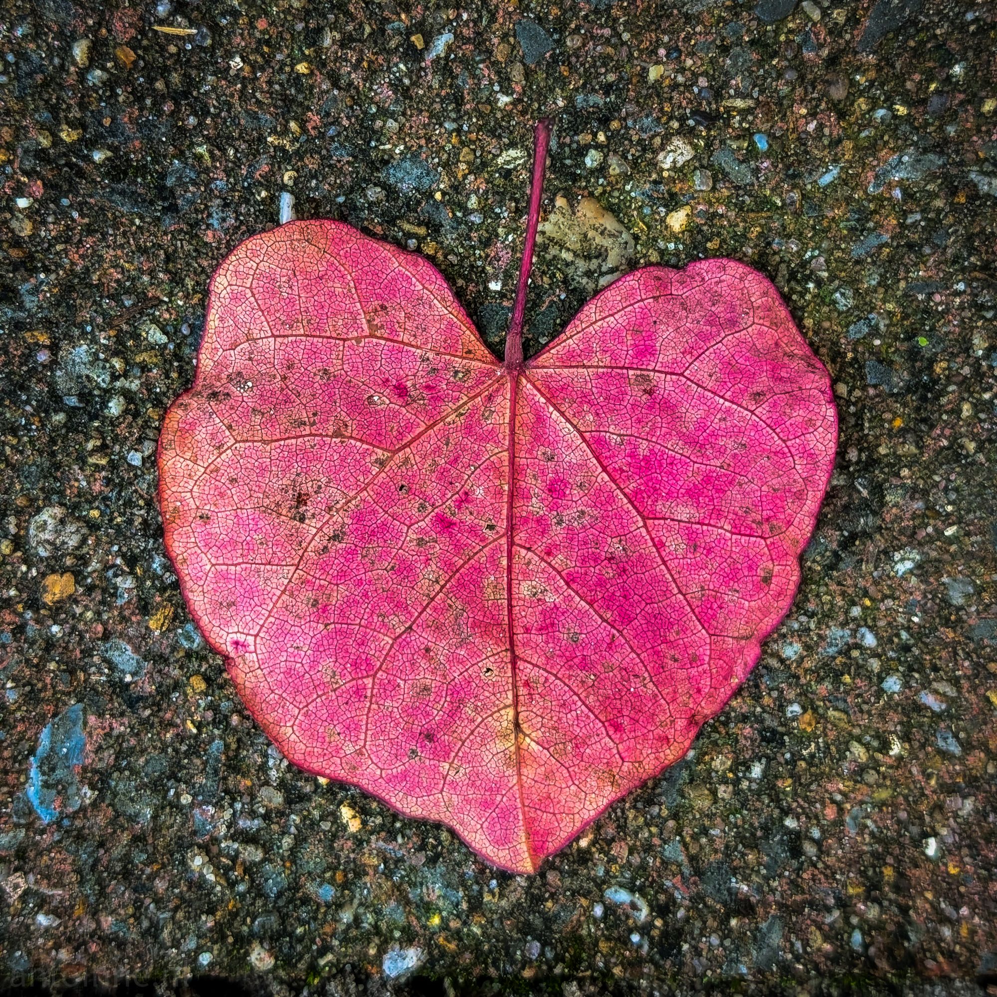 Autumn leaf