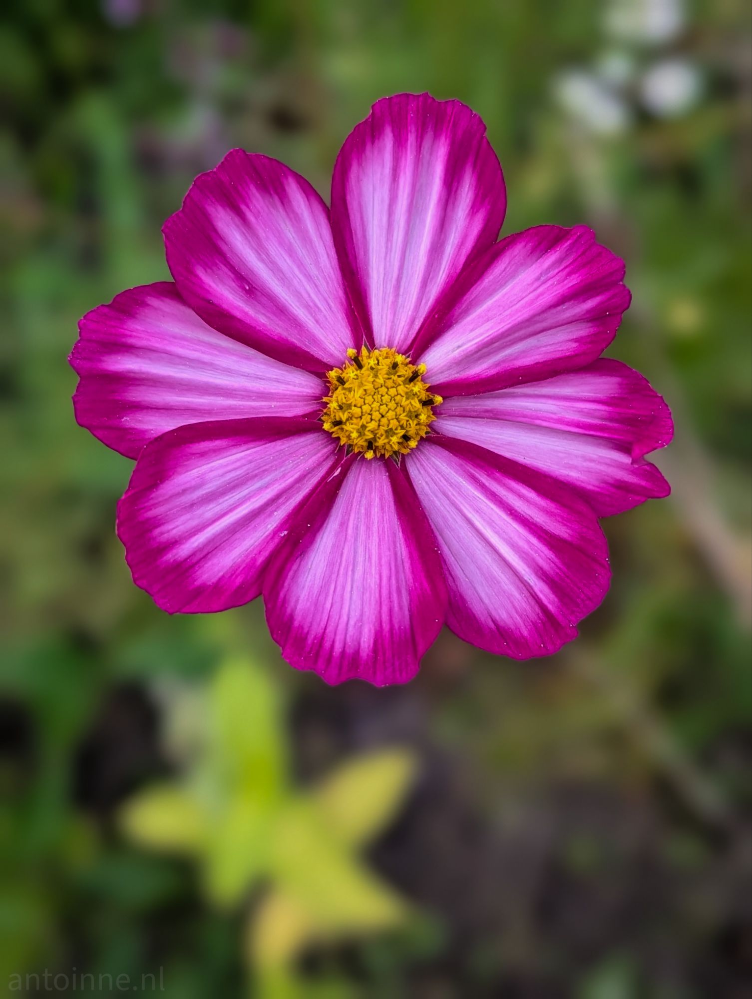 Cosmos