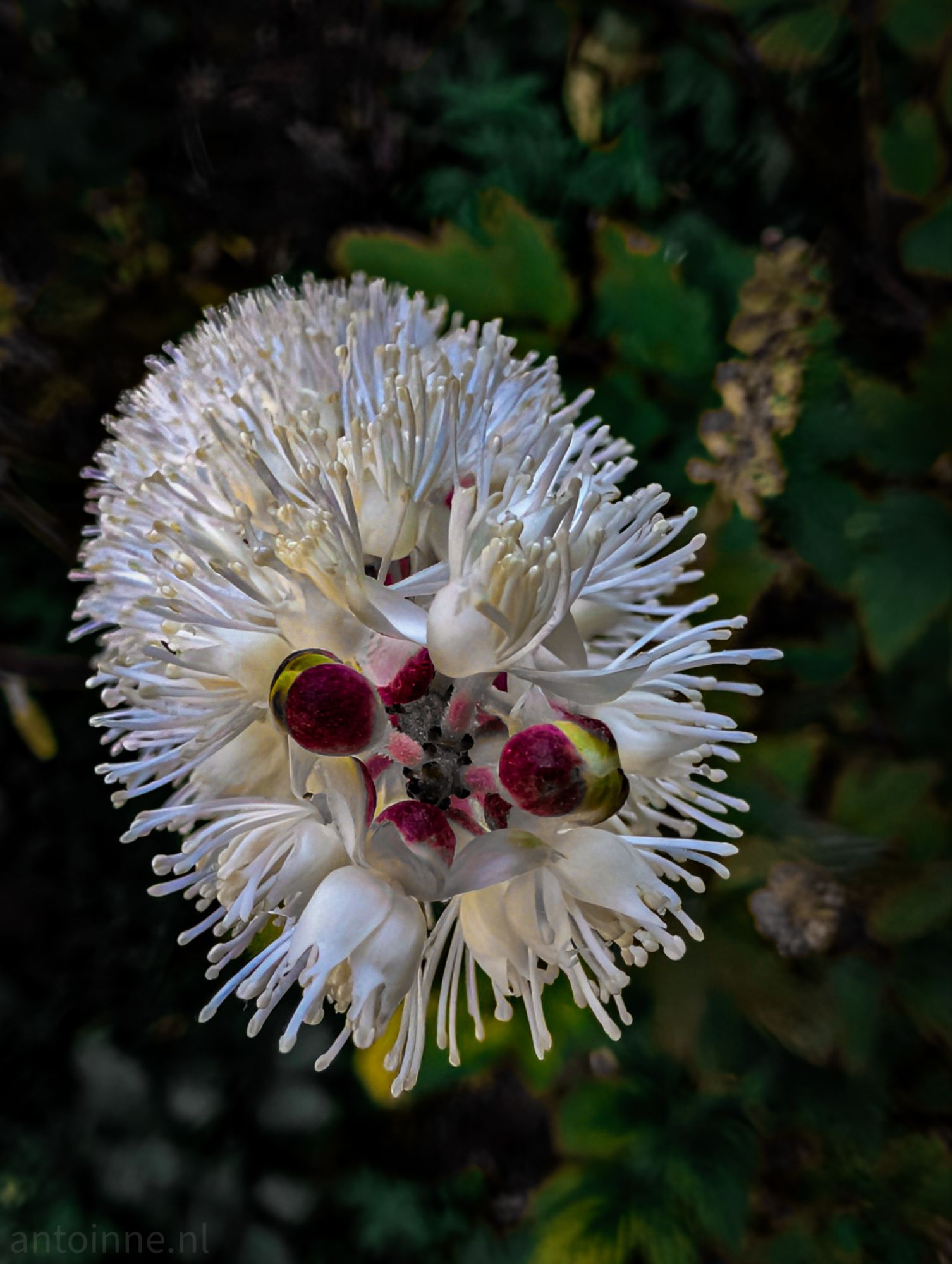 Looks angry, smells fantastic (Actaea simplex ‘Brunette’)