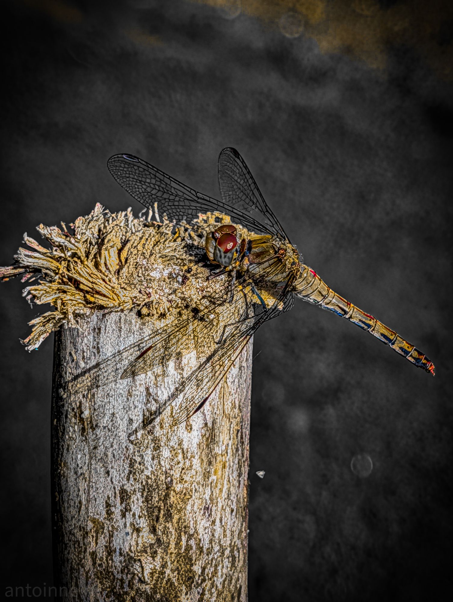 Common darter