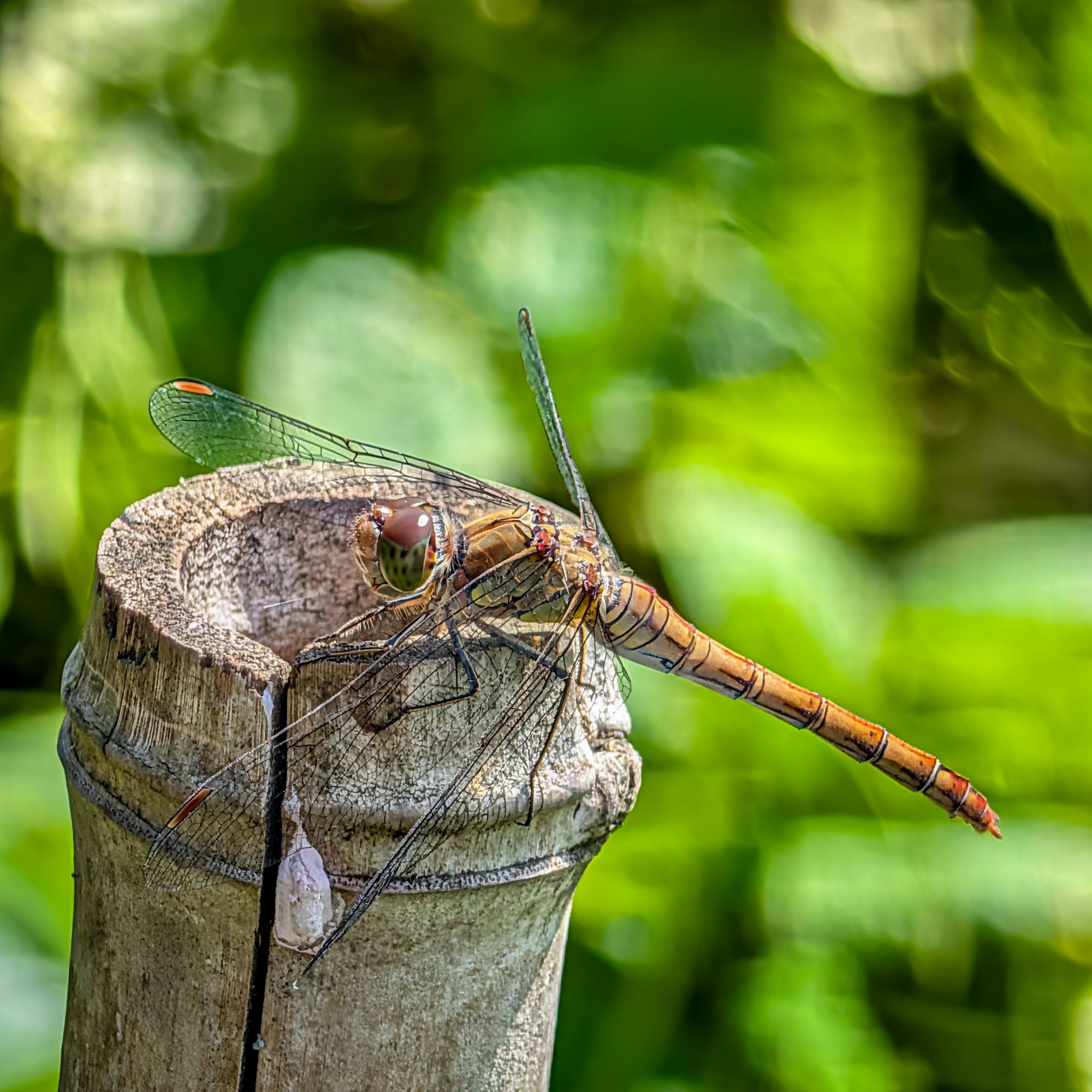 Dragonfly