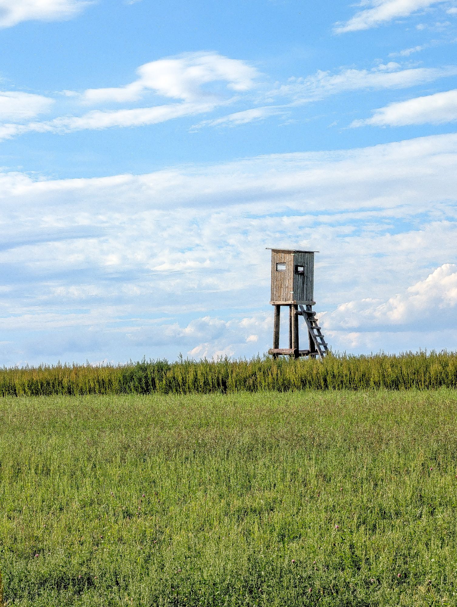 Gun Crazy