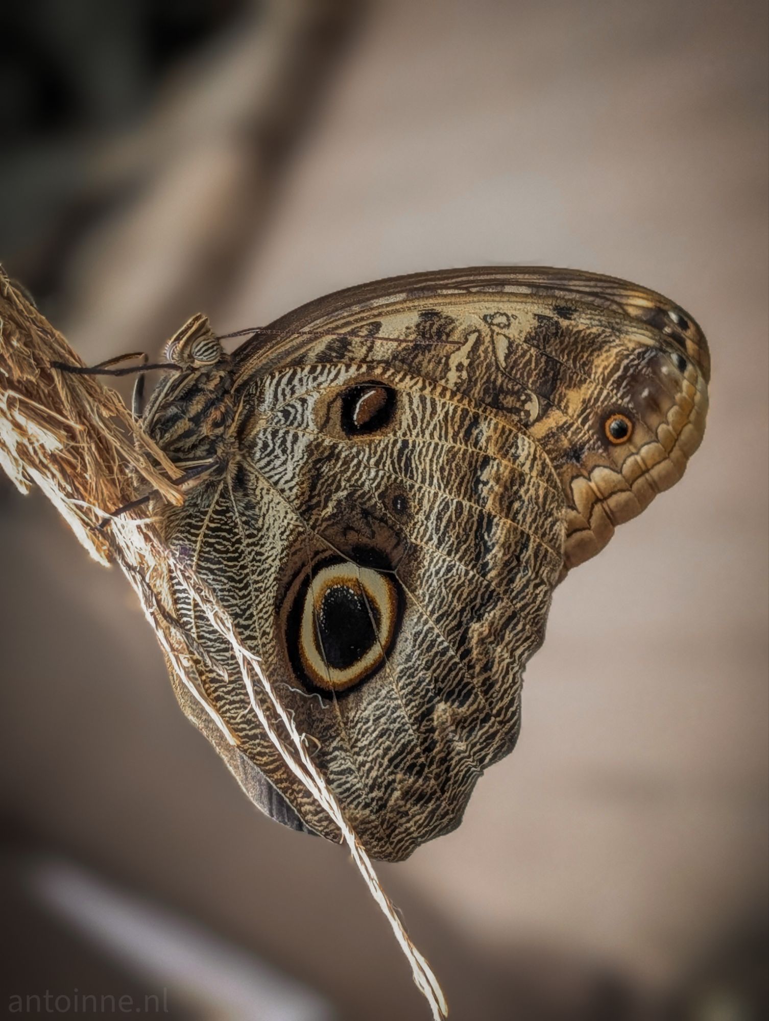 Owl butterfly
