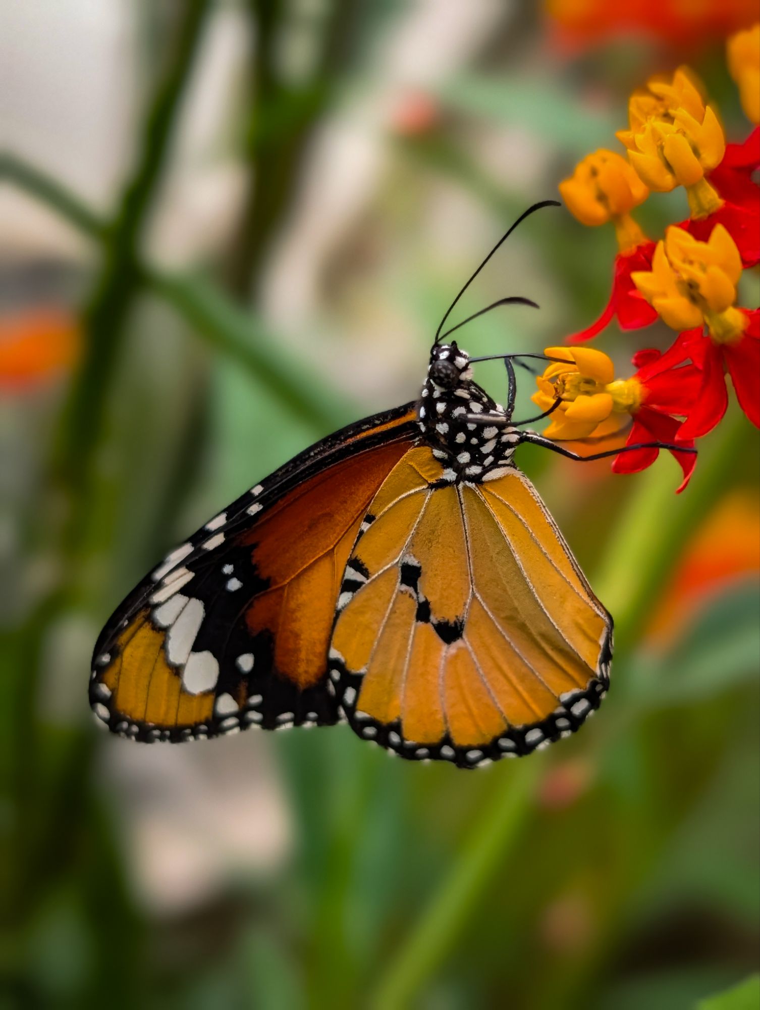 Plain Tiger