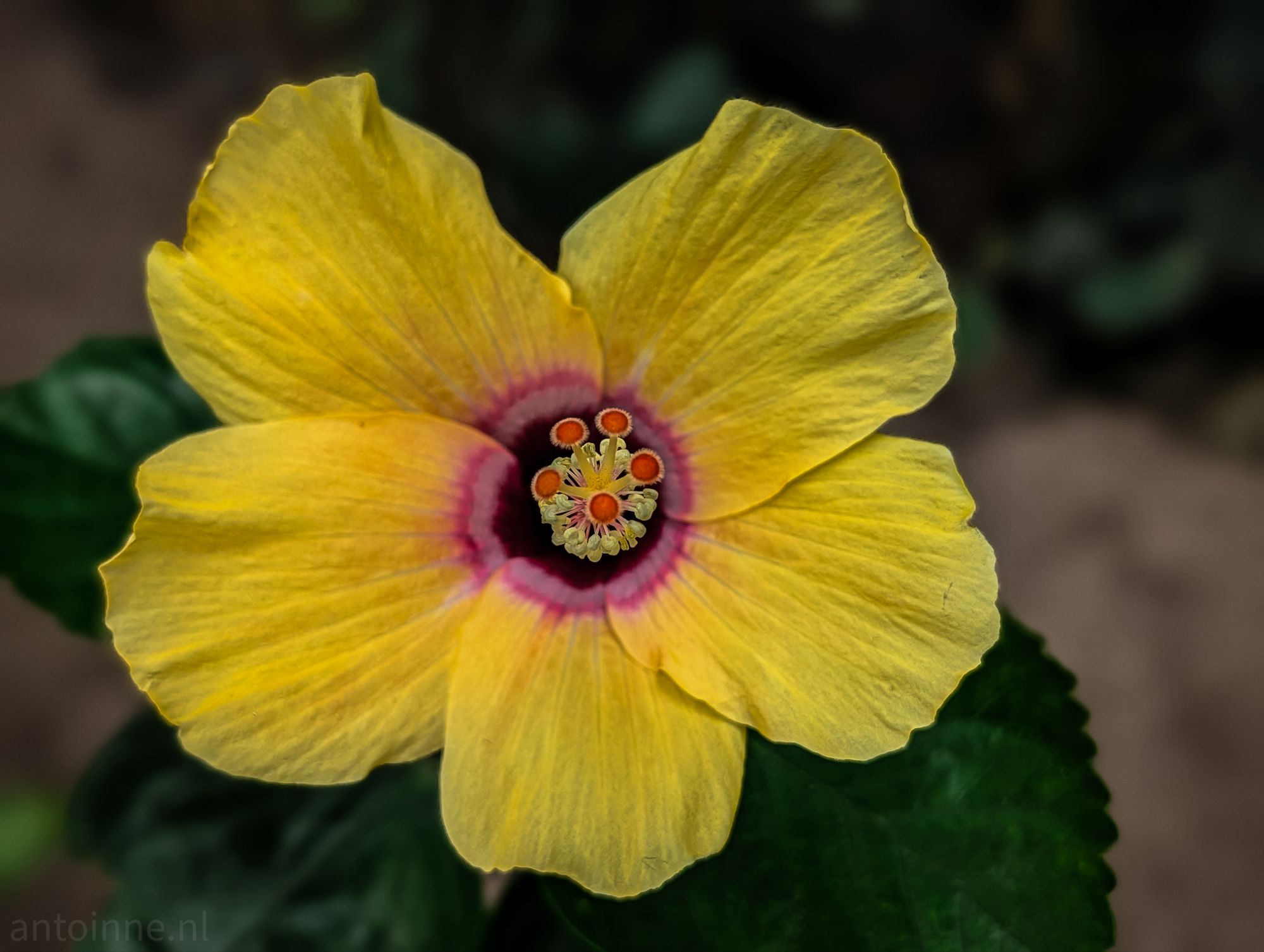 Hibiscus
