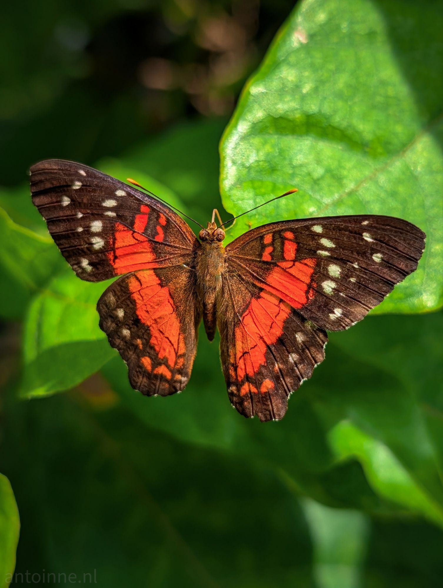 Anartia amathea