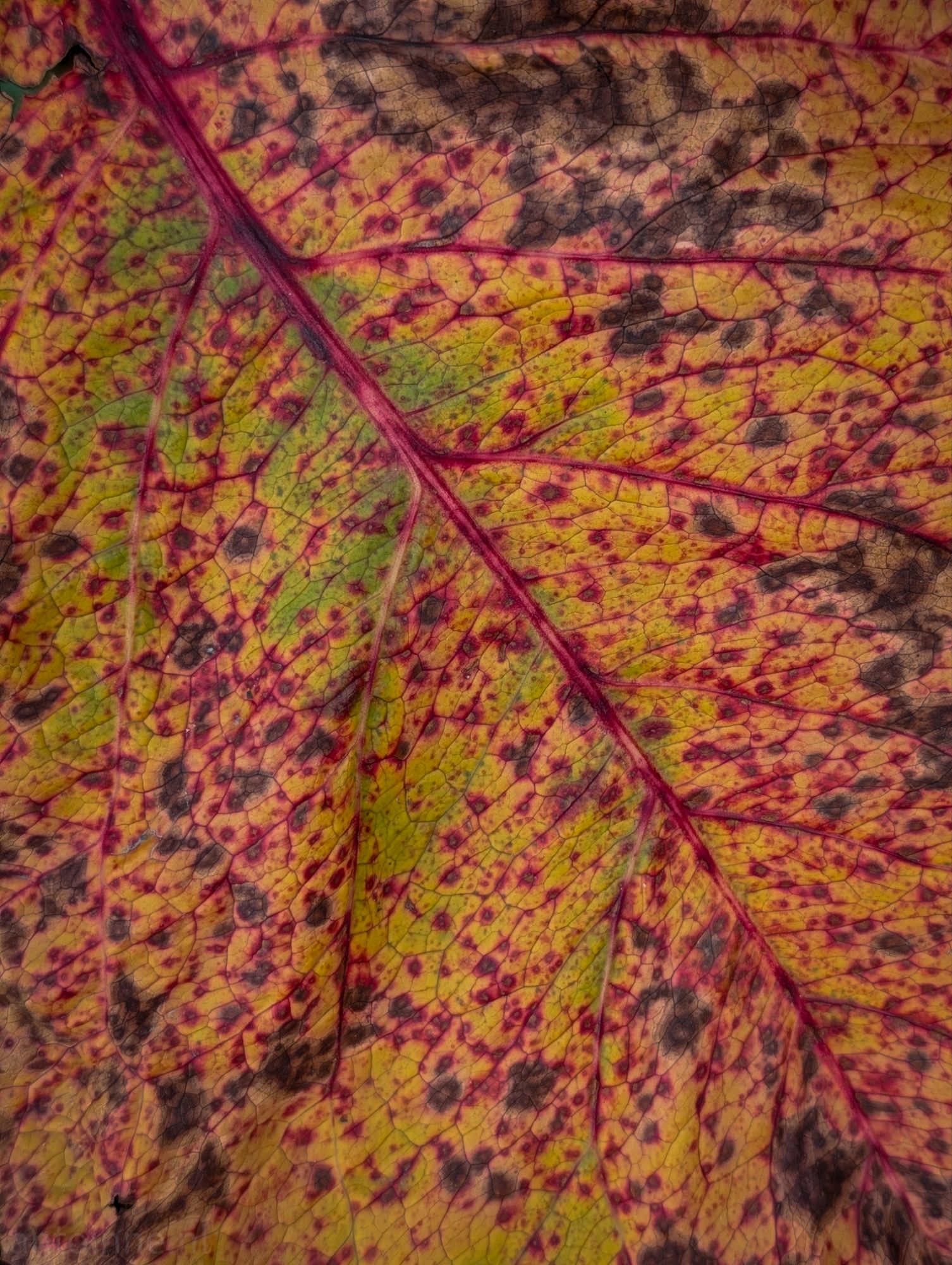 Autumn colors