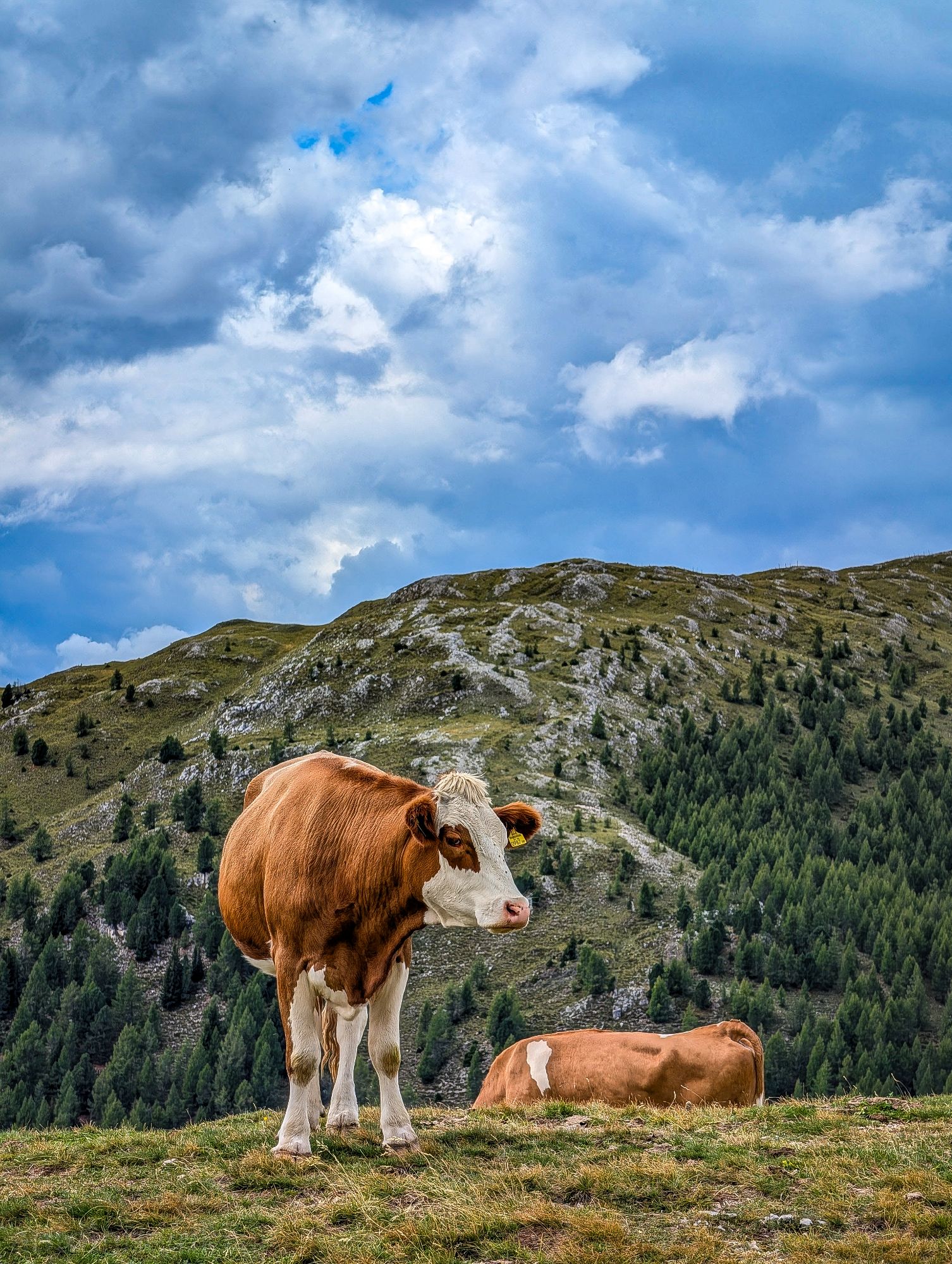 Nockberge
