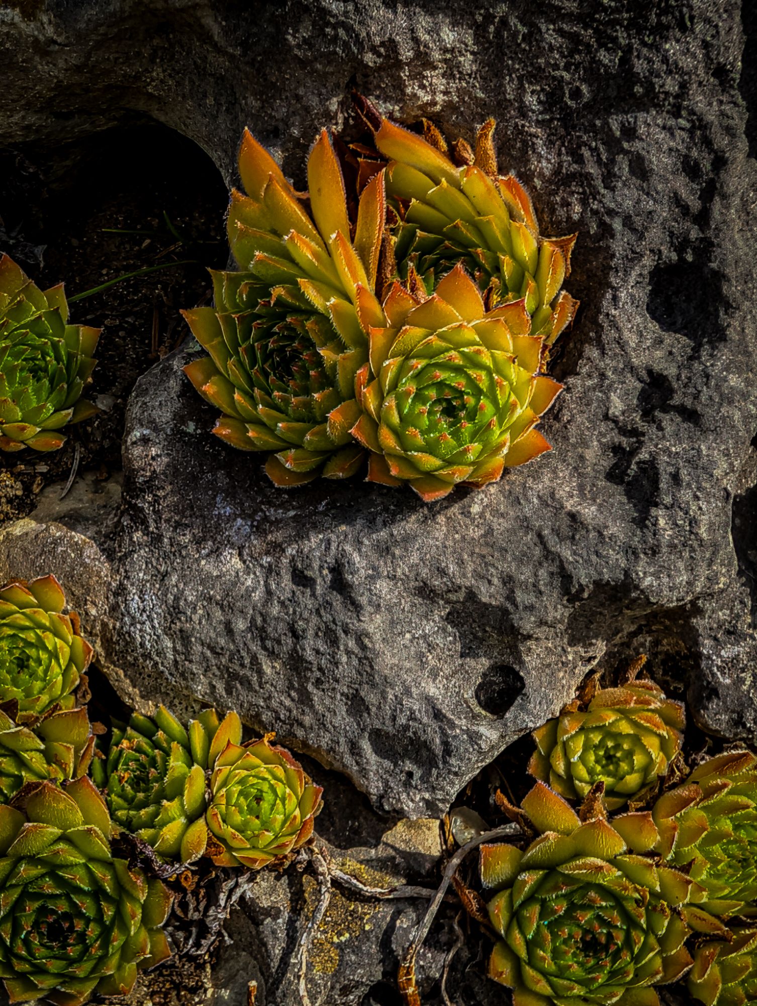 Rock plants