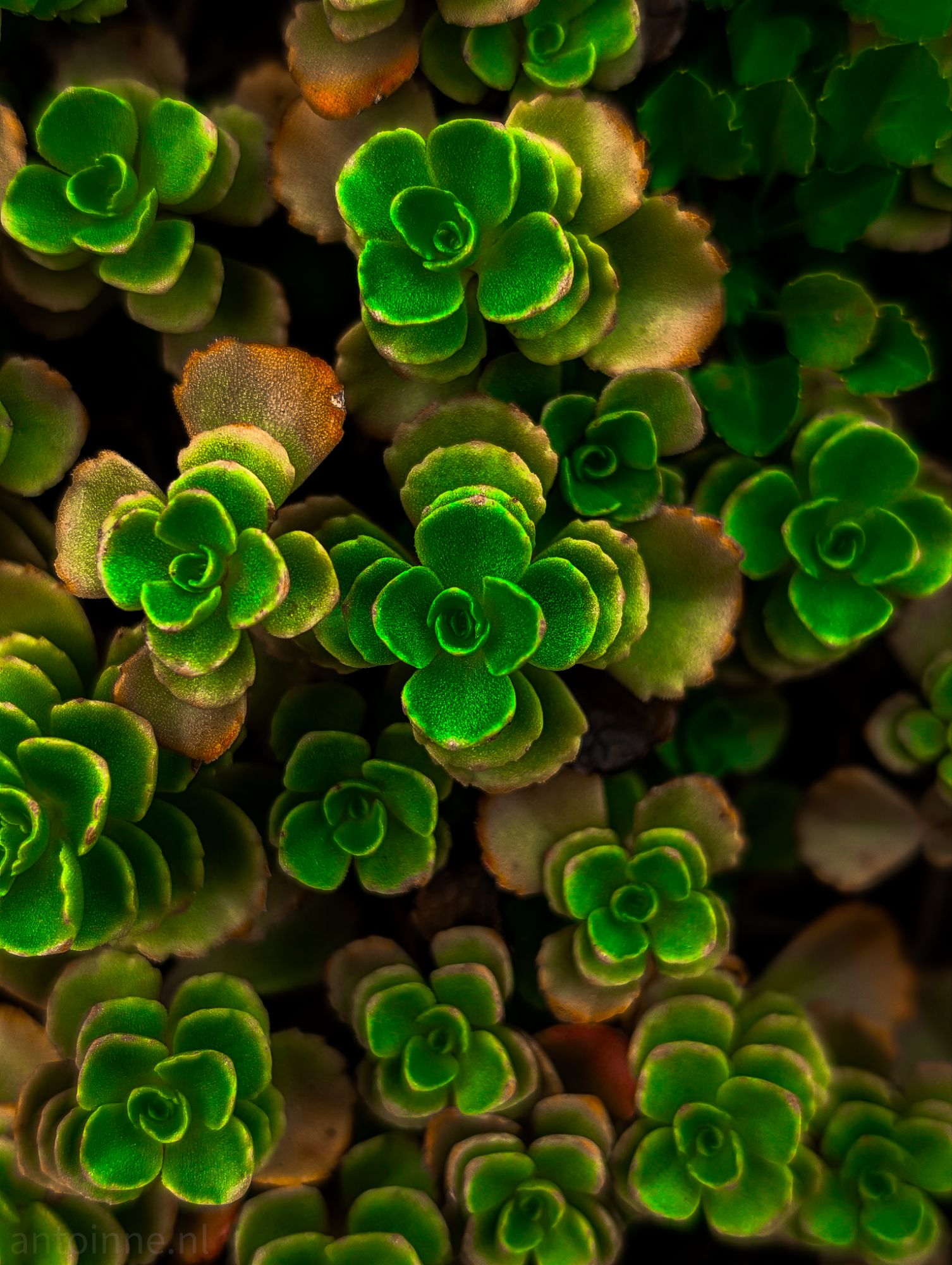 Succulents