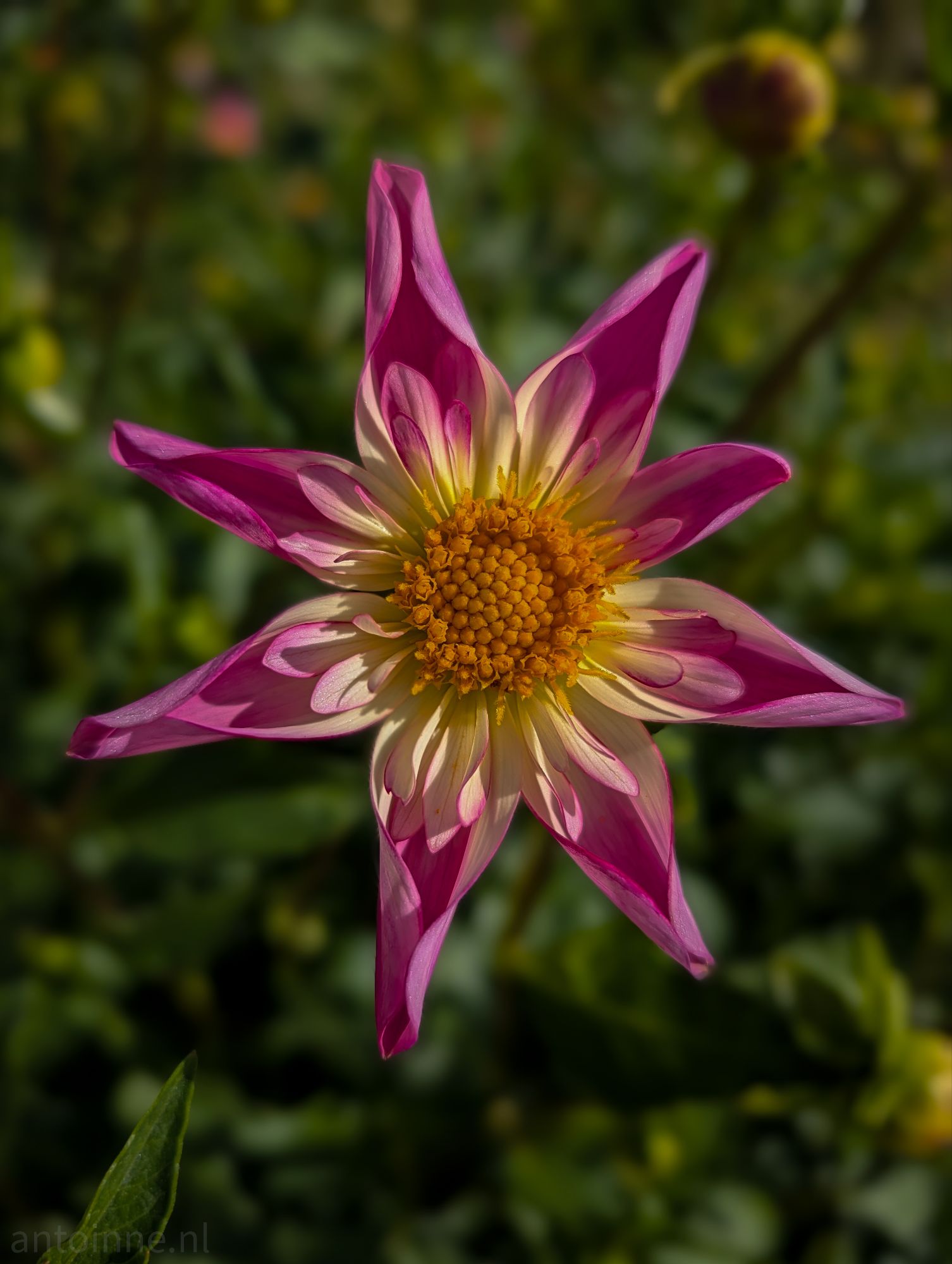 Dahlia V