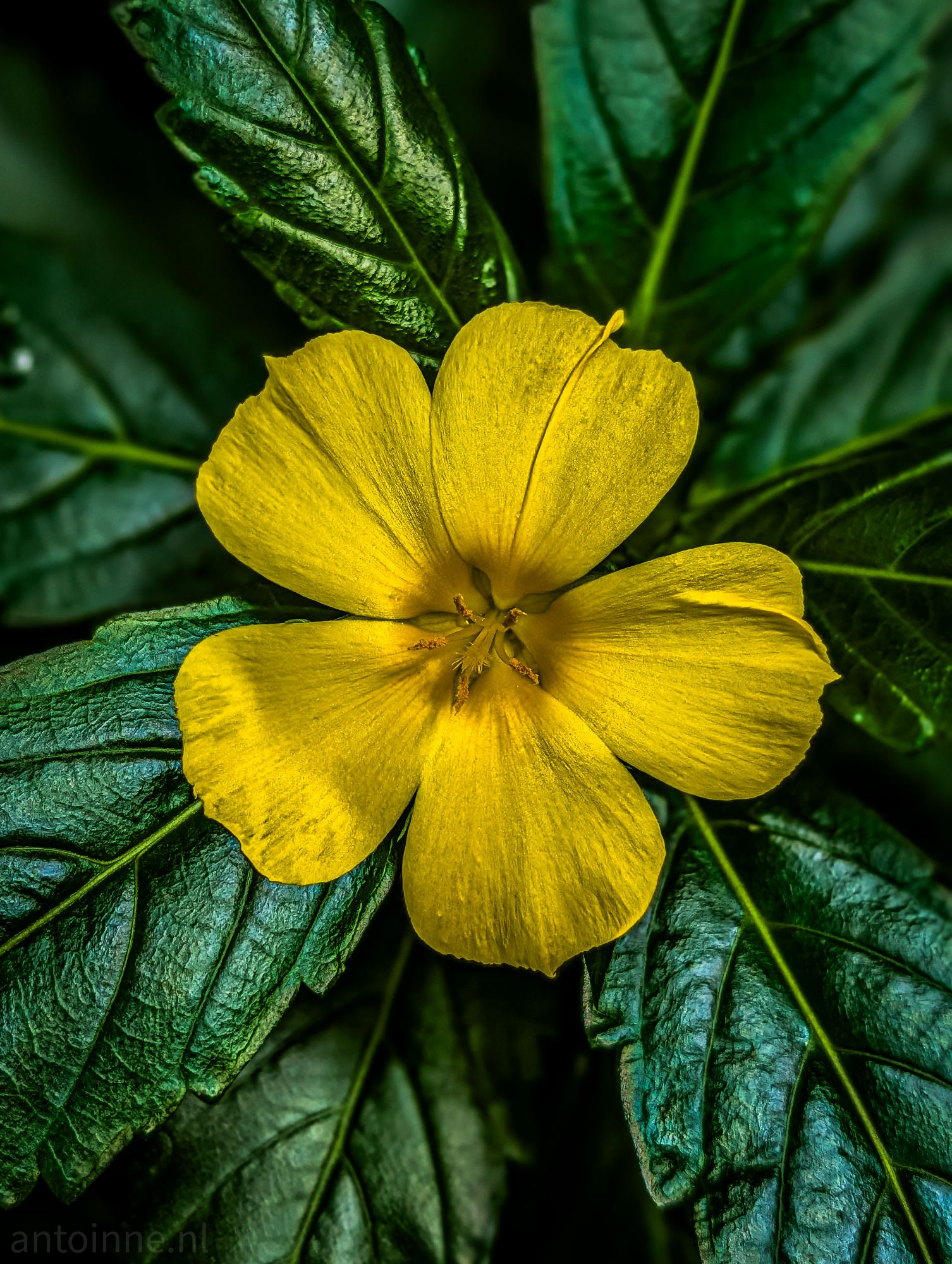 Yellow