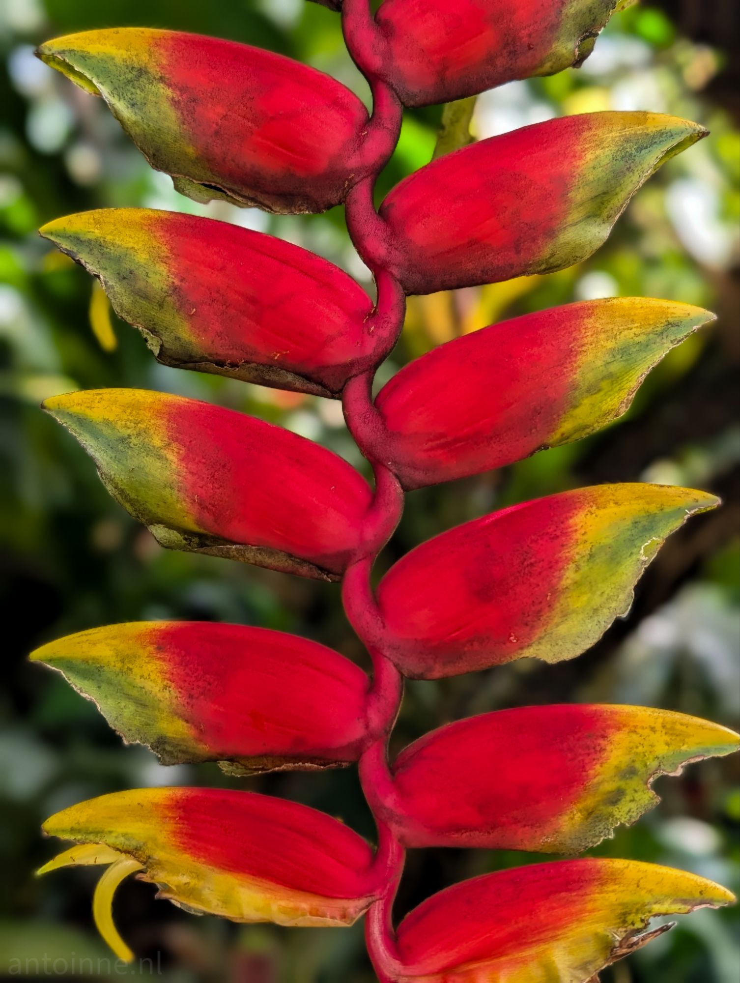Very colorful