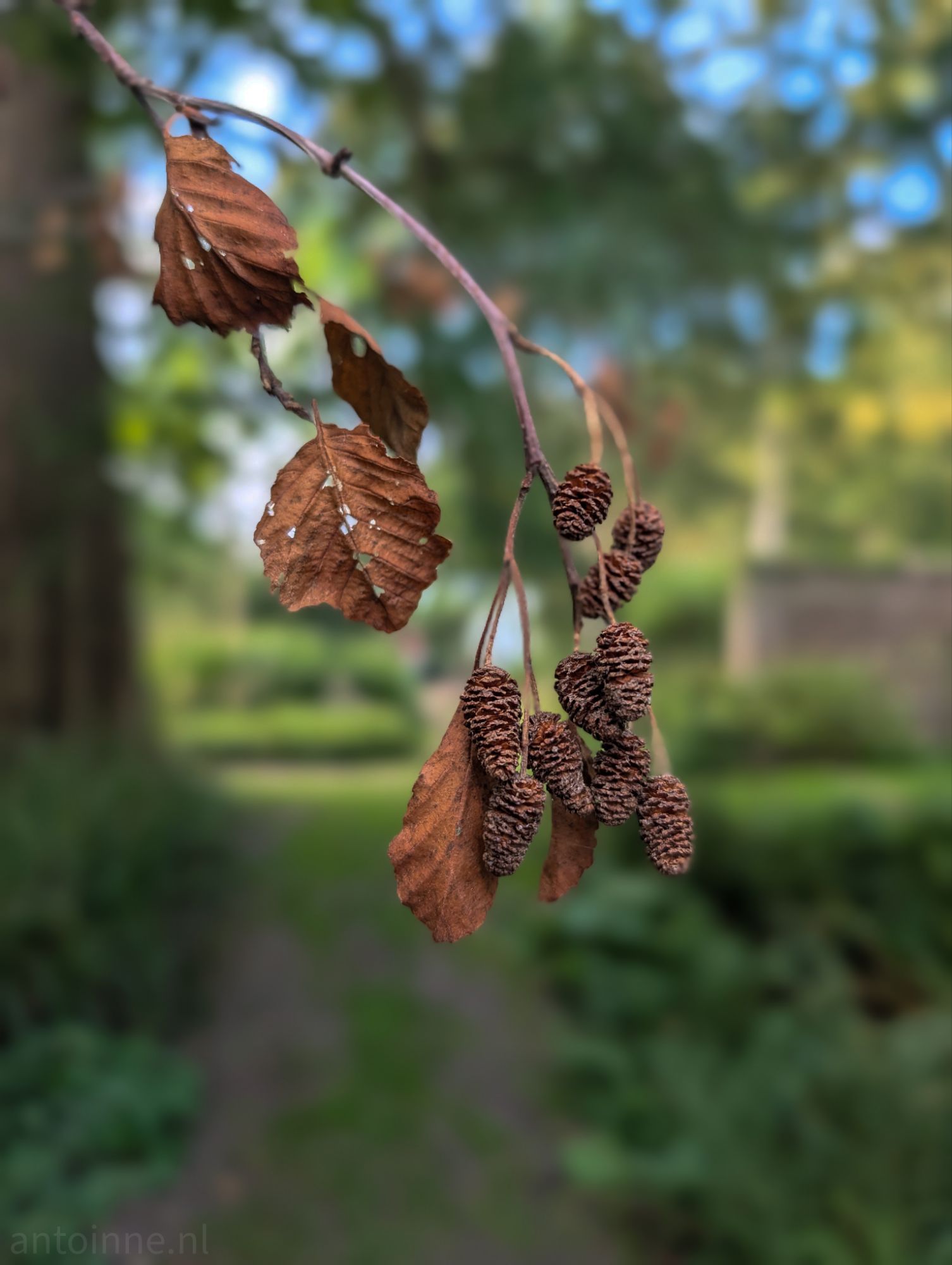 Catkins