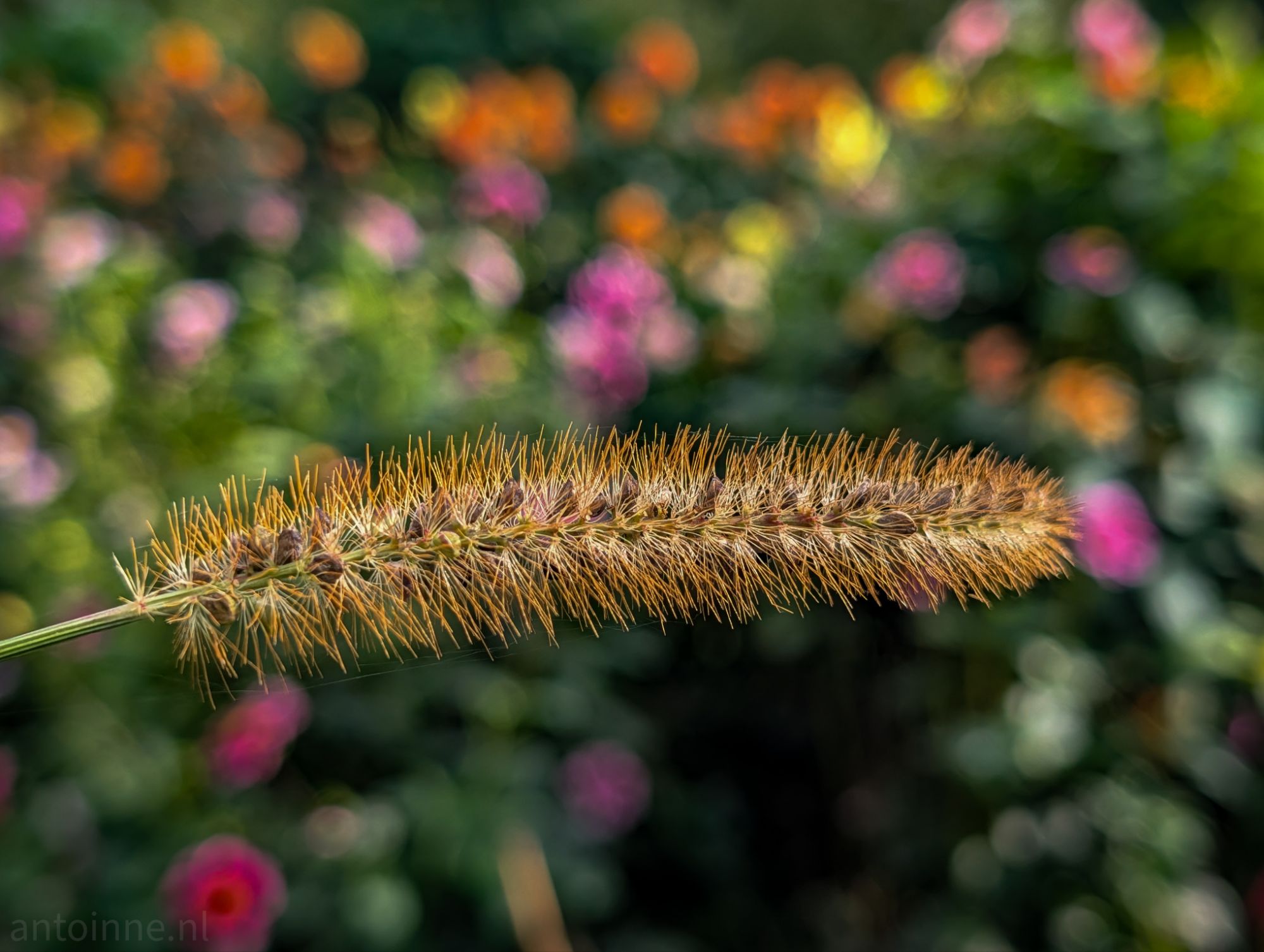 Foxtail