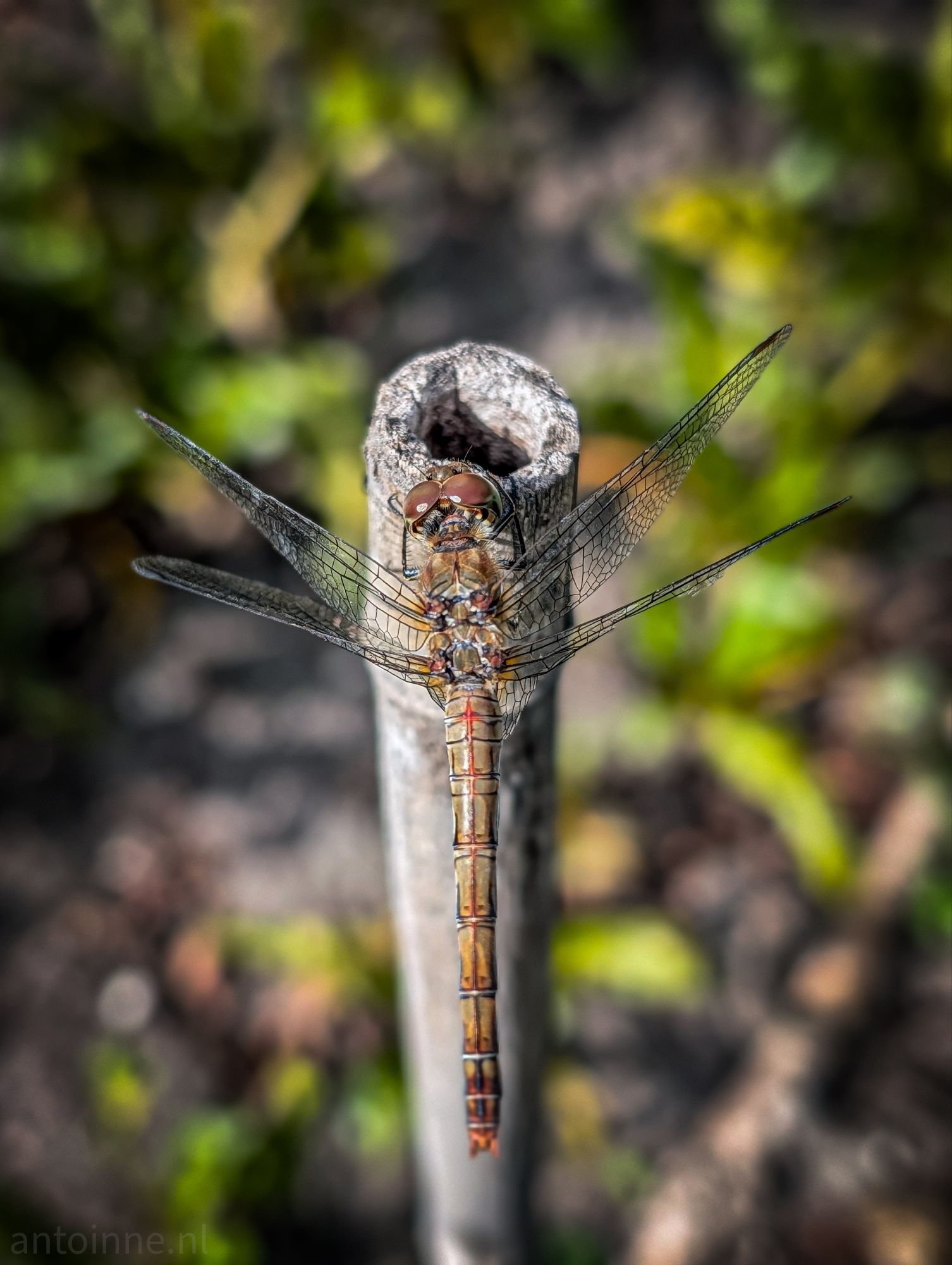 Dragonfly