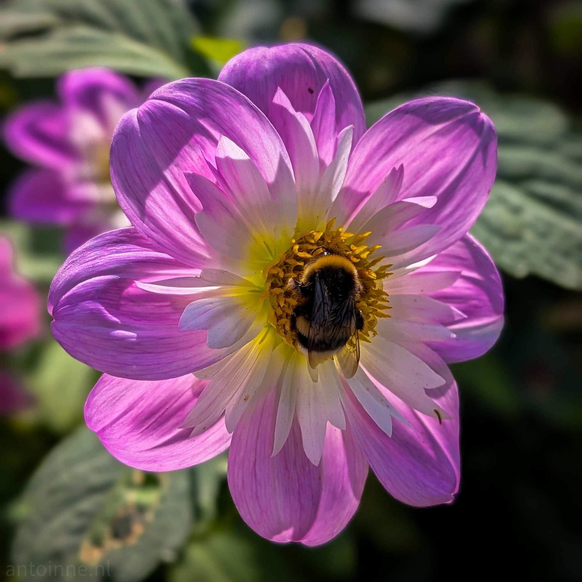 Dahlia