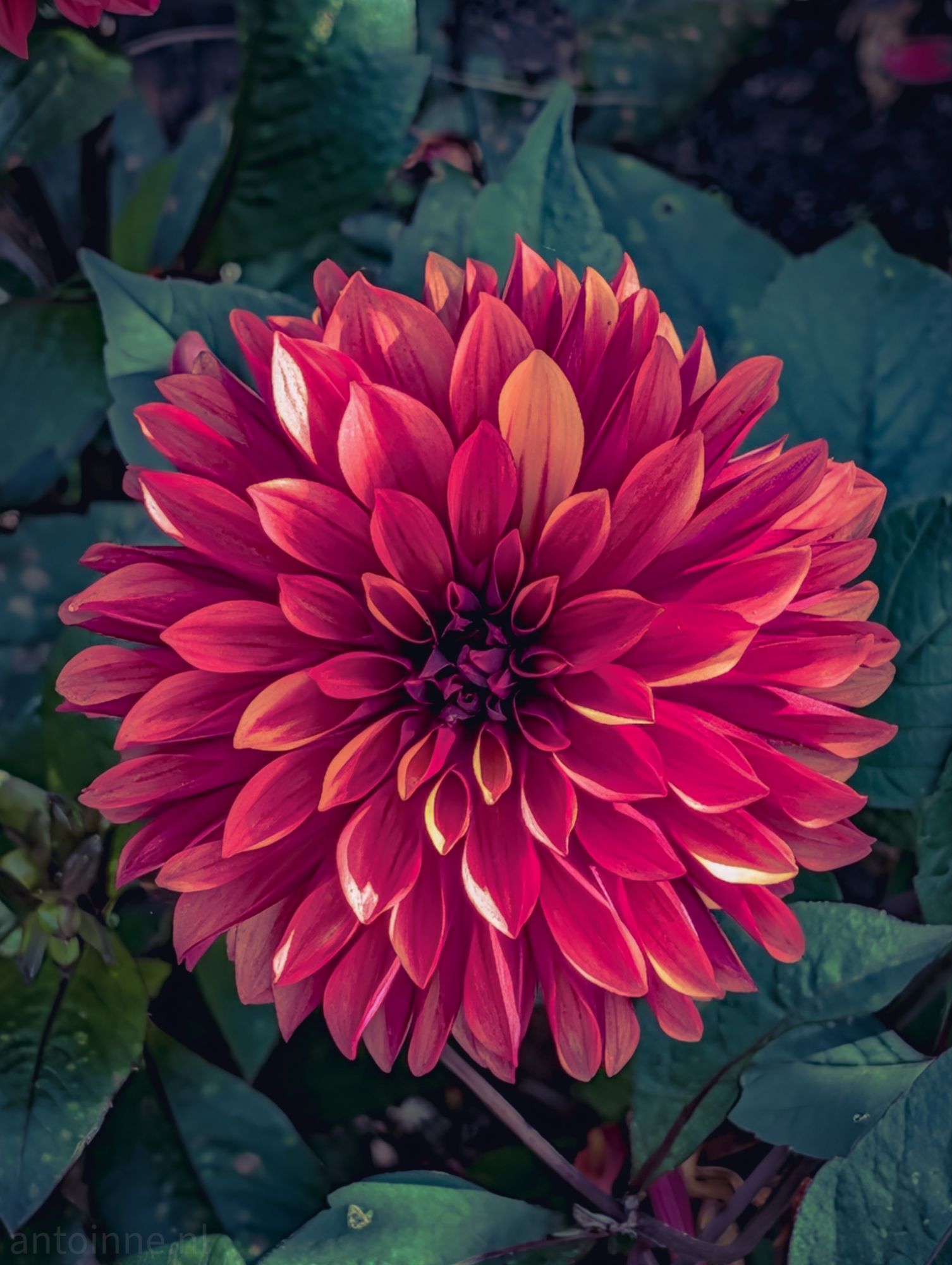 Dahlia II