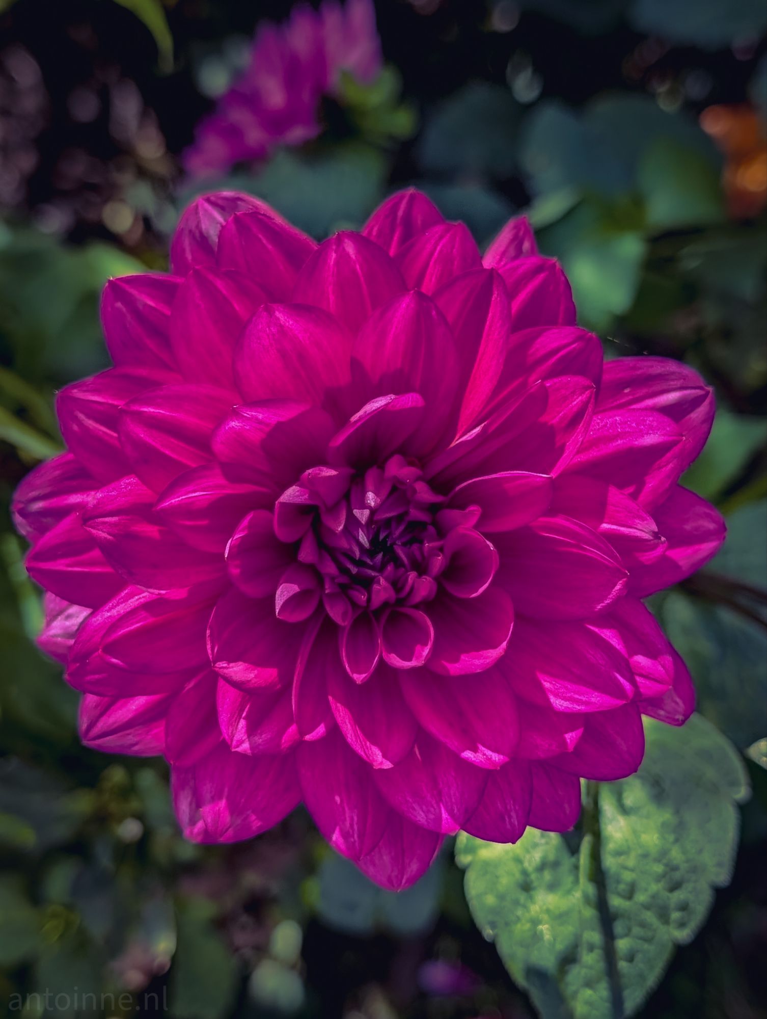 Dahlia III