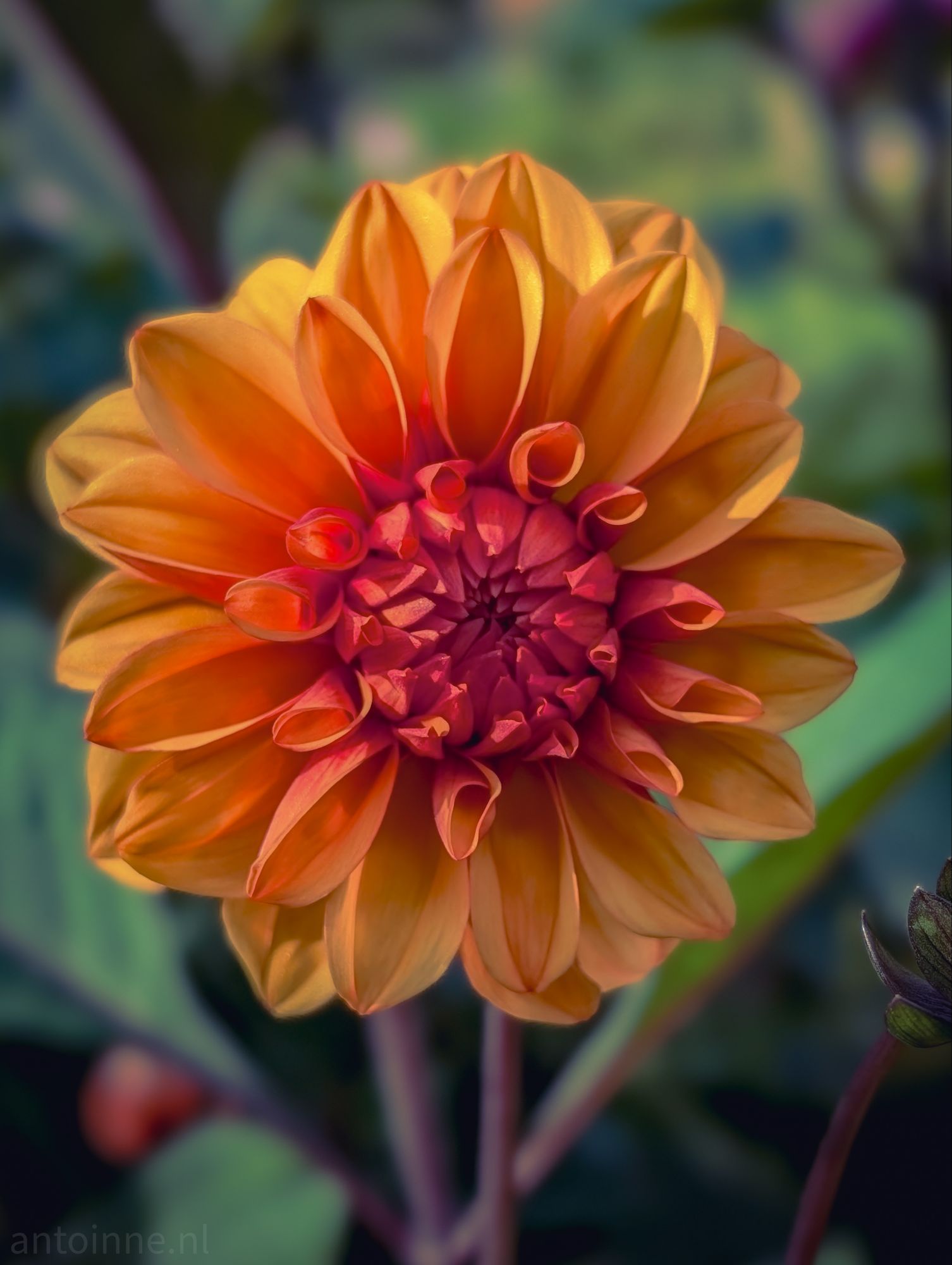 Dahlia IV