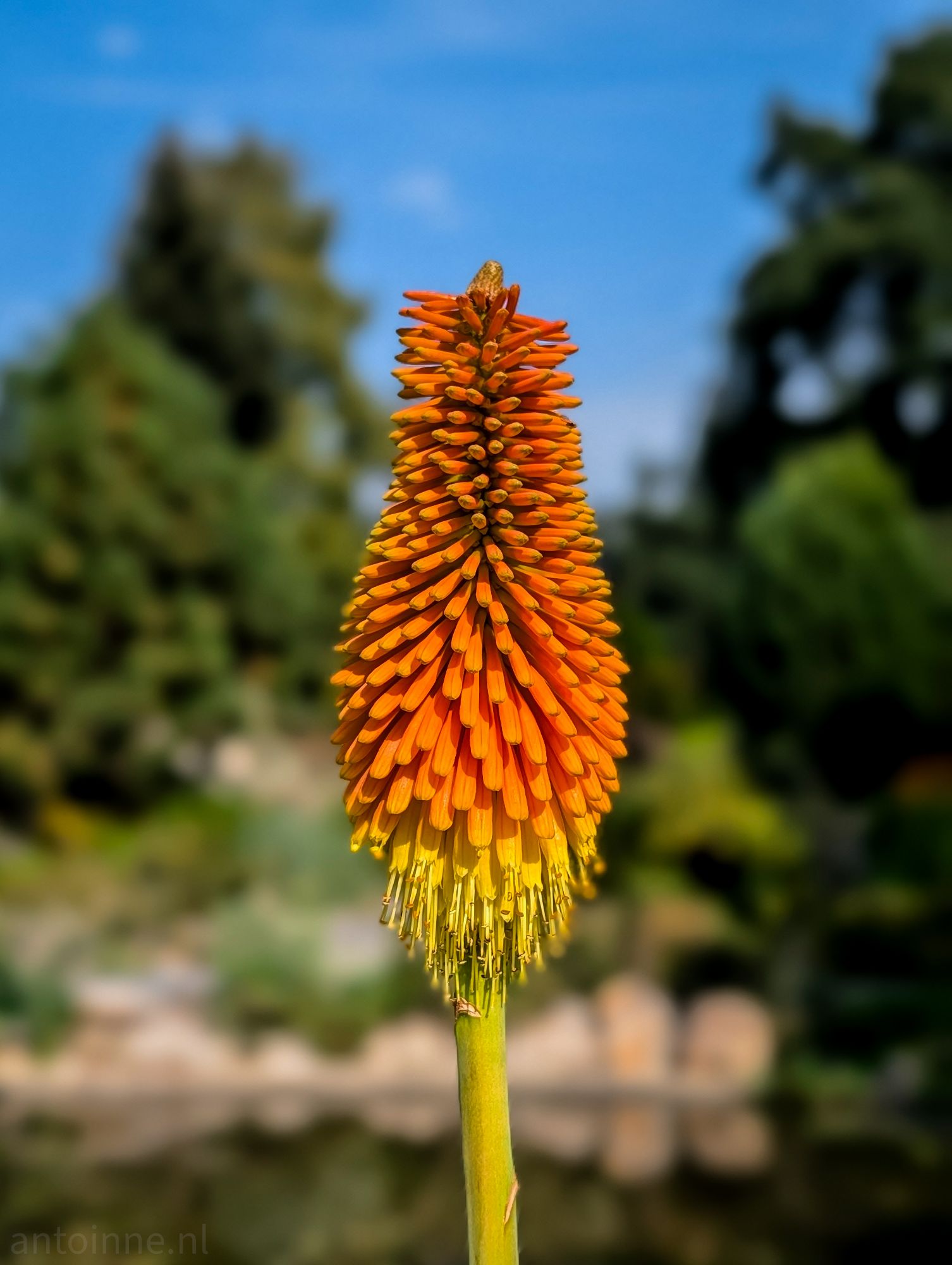 Red-hot poker
