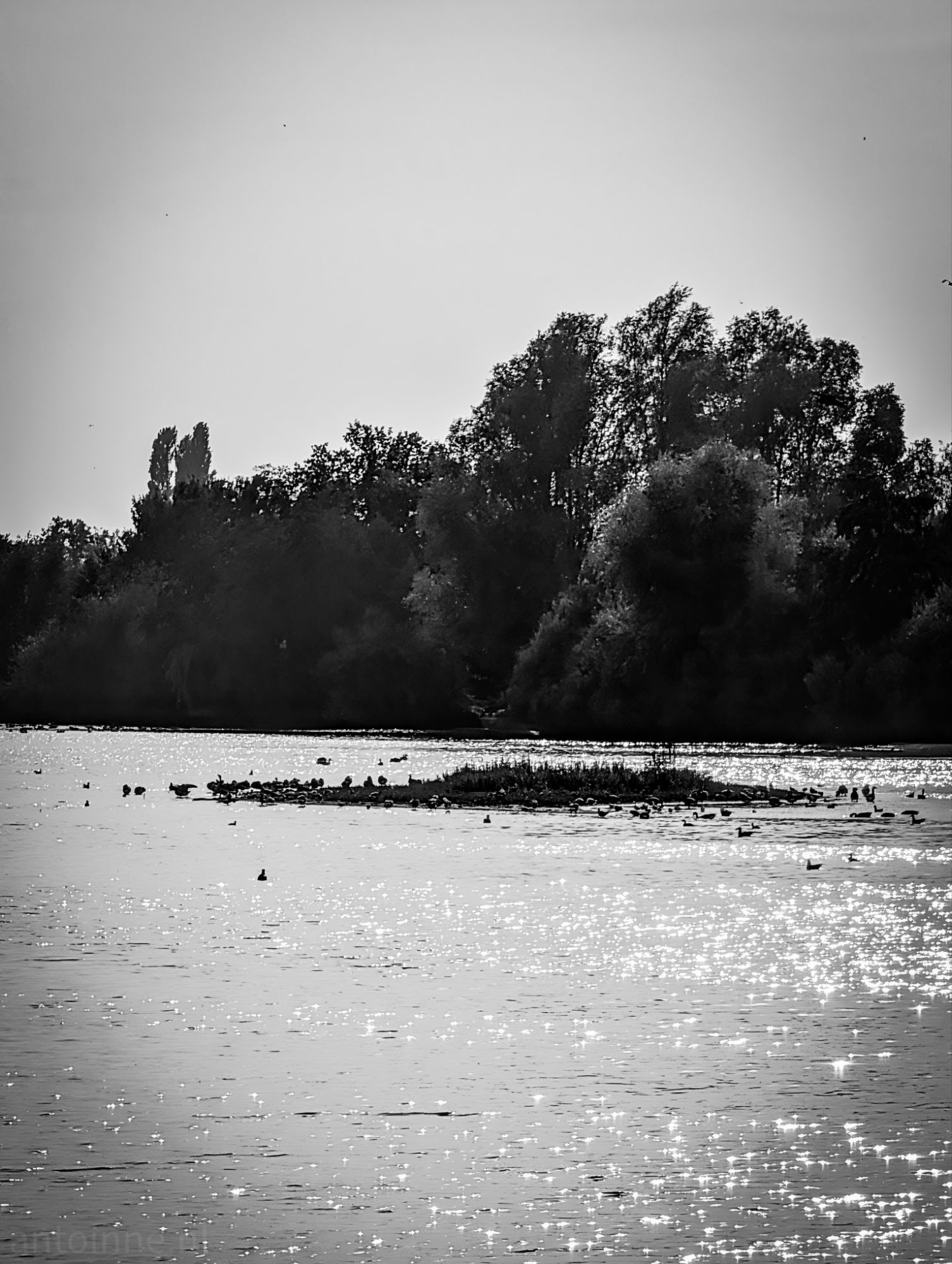 Waterbirds