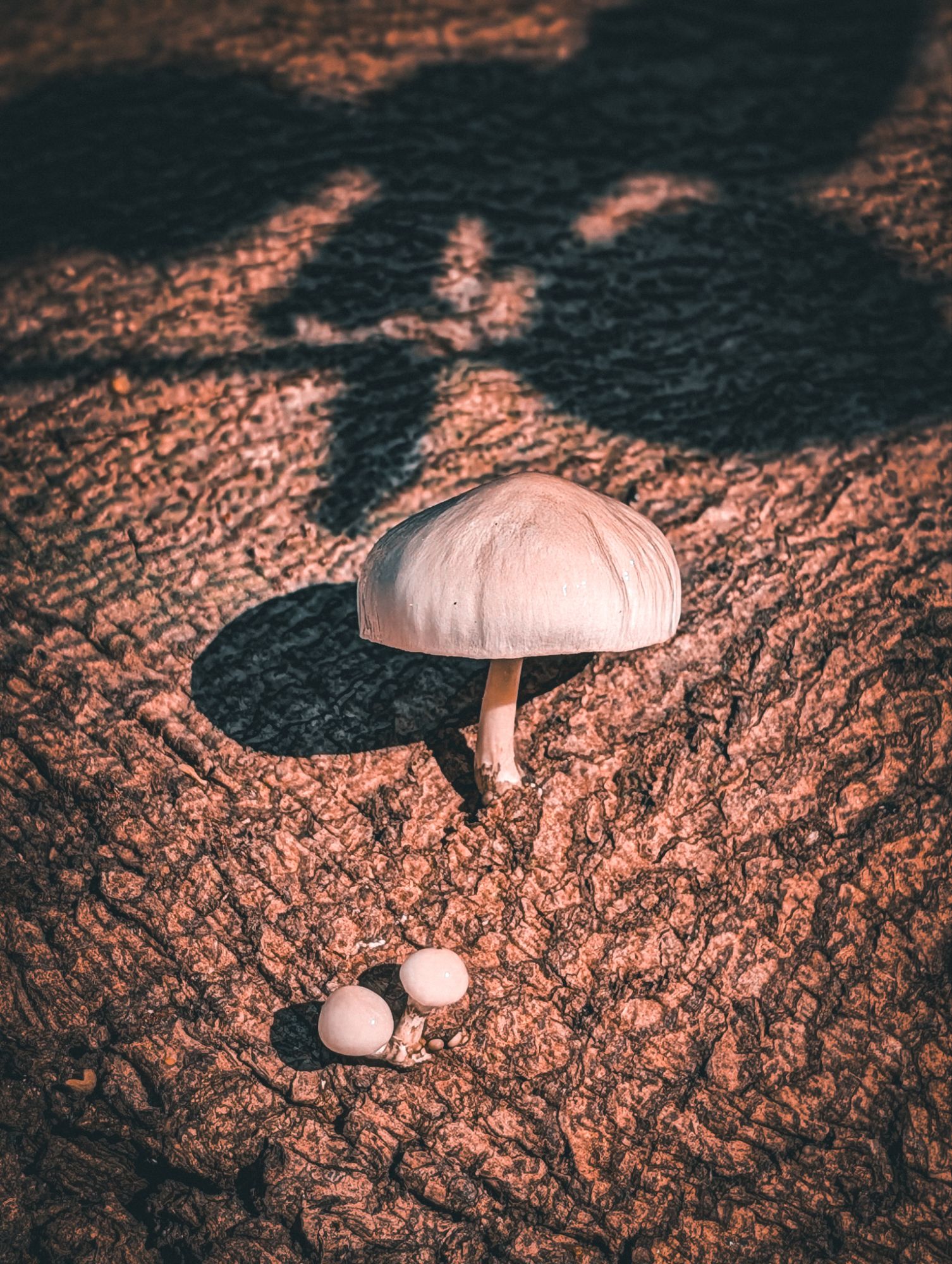 WhiteHat