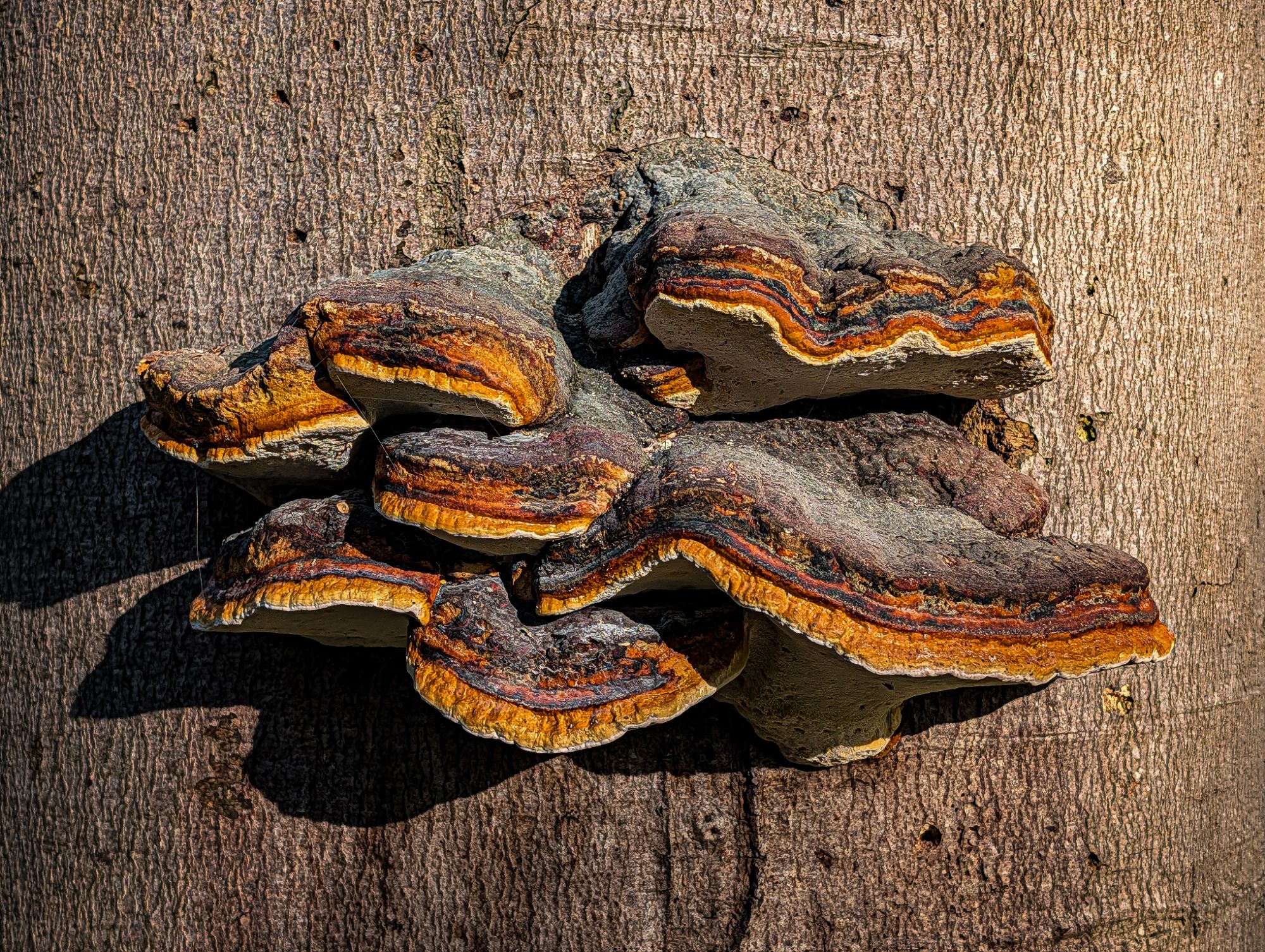 Bracket fungi