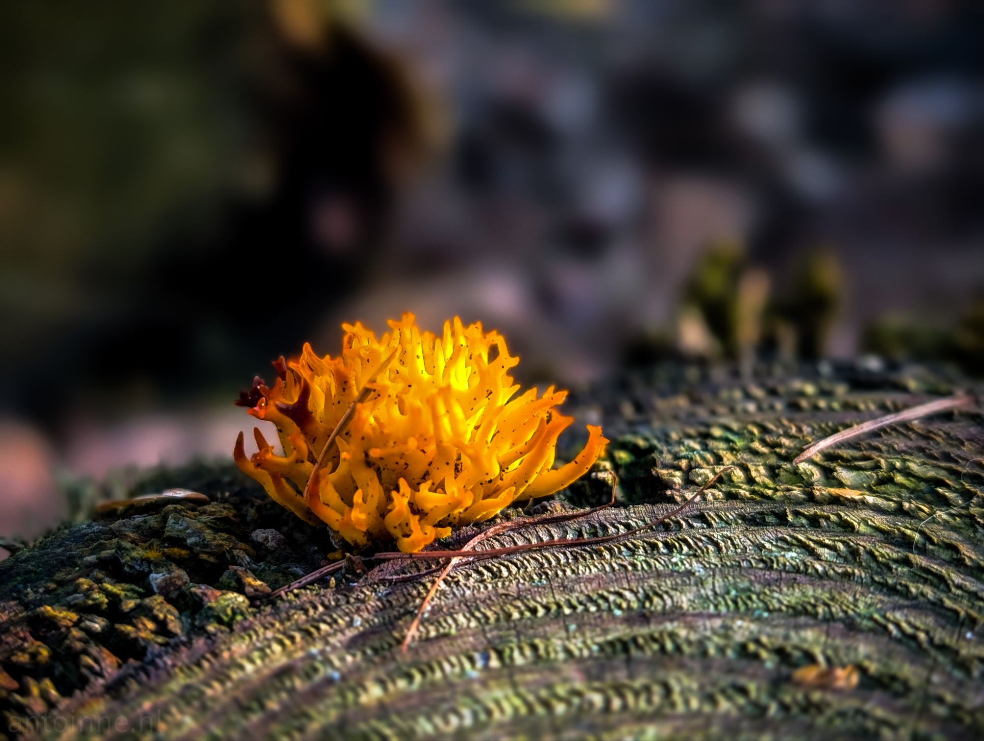 Yellow-orange