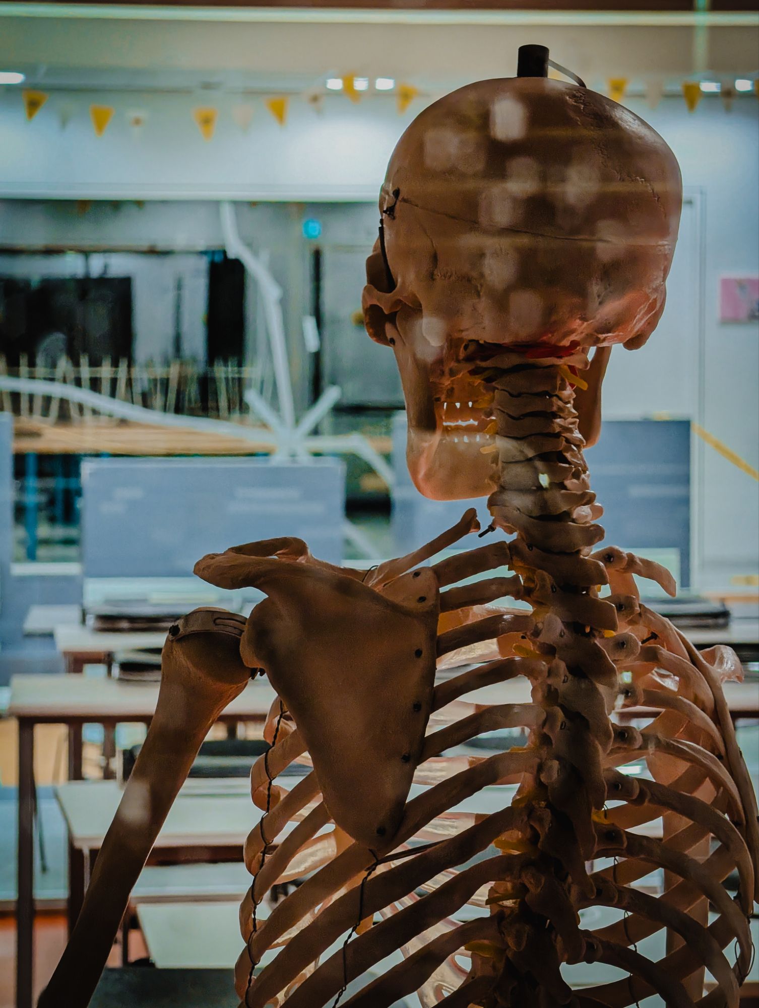 School Skeleton