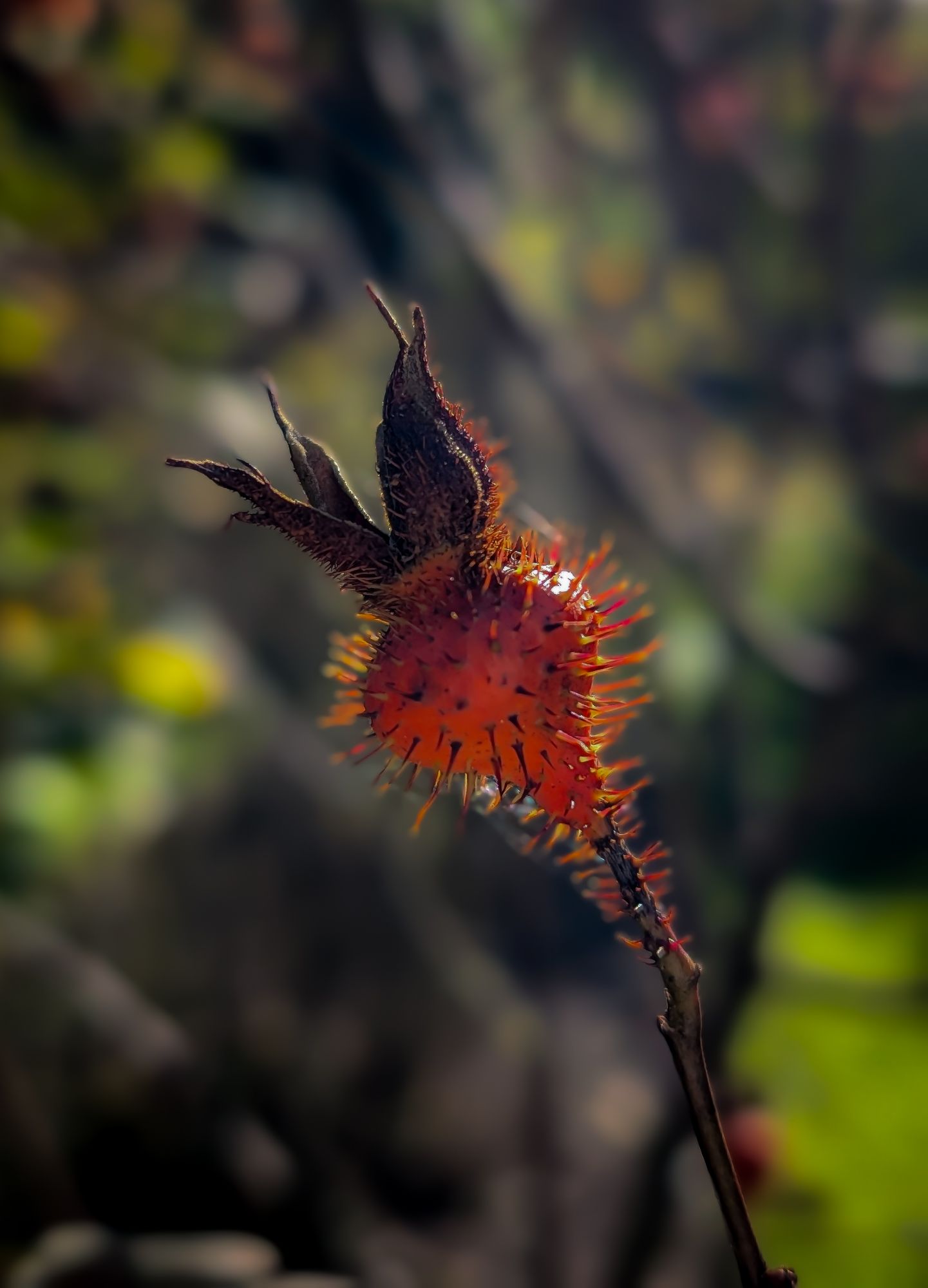 Spiky rose hip