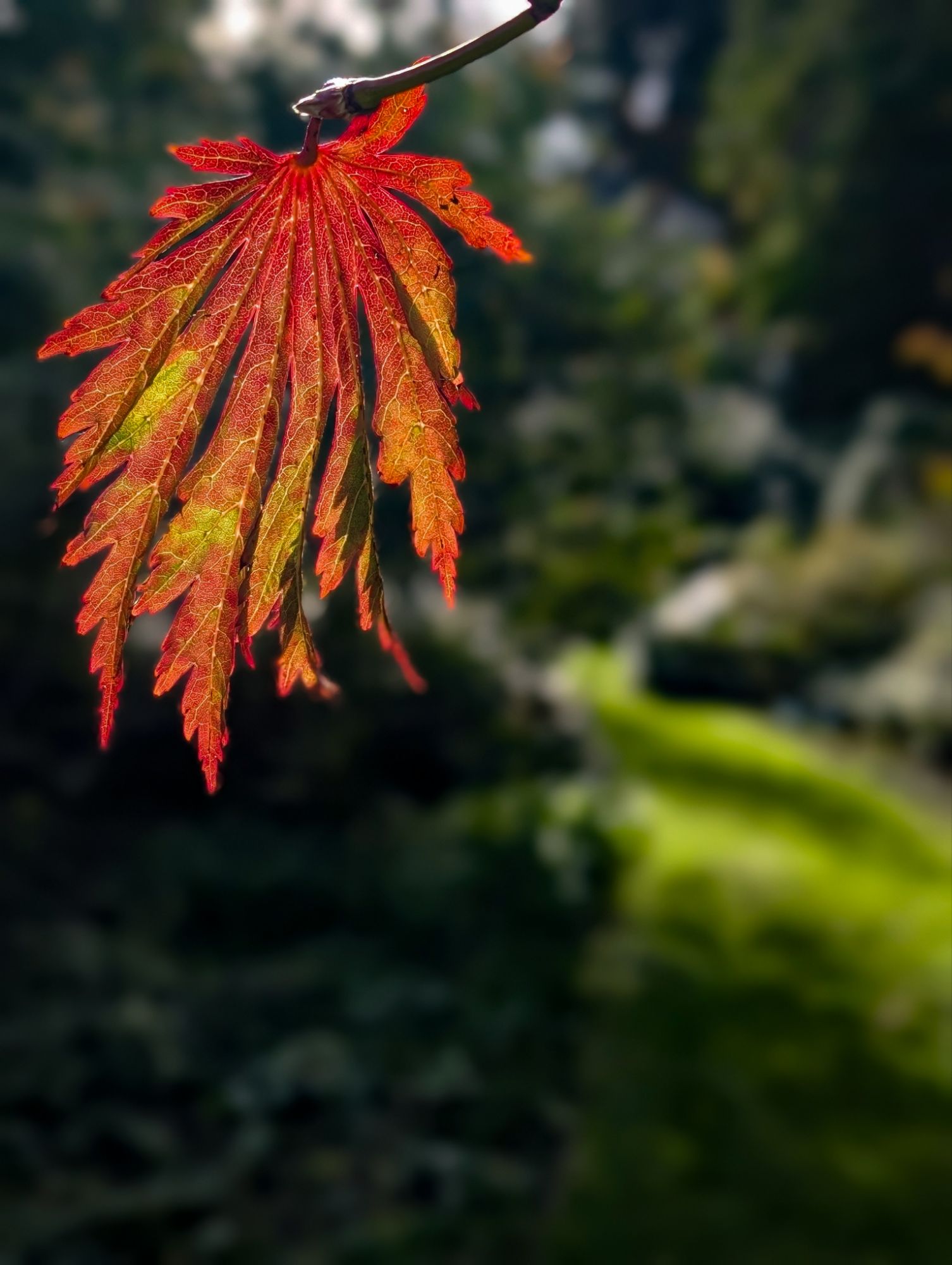 Maple leaf