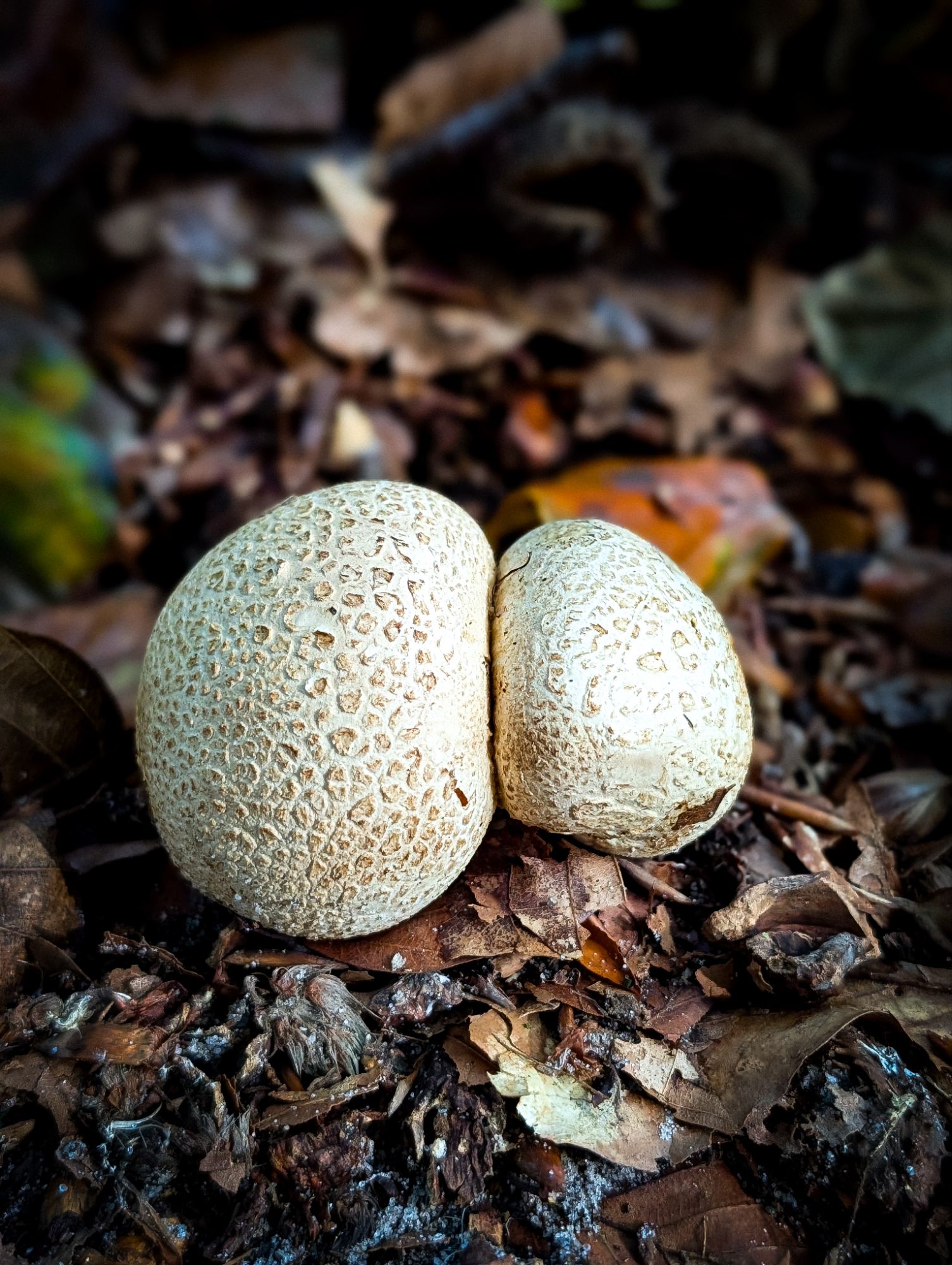Puffballs