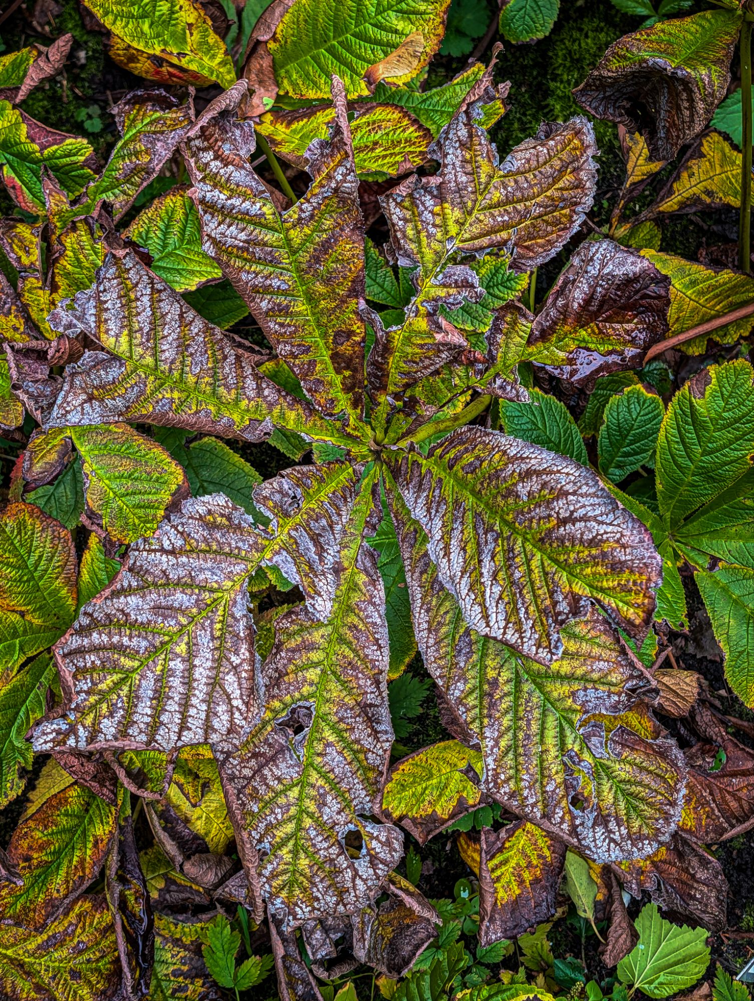 Decay