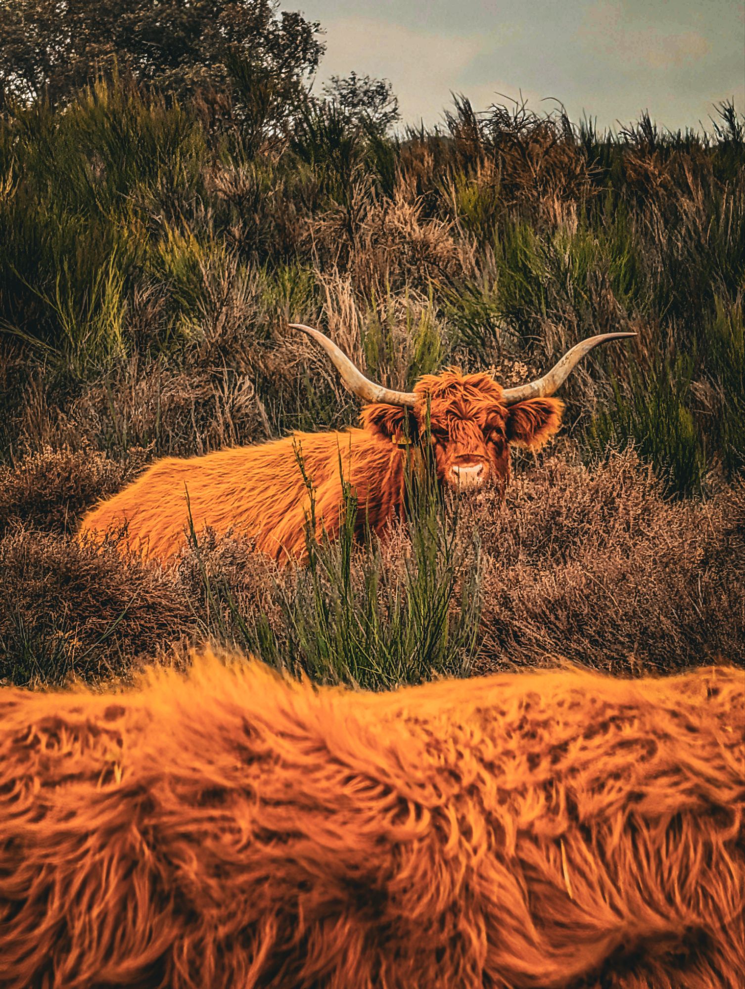 Moo