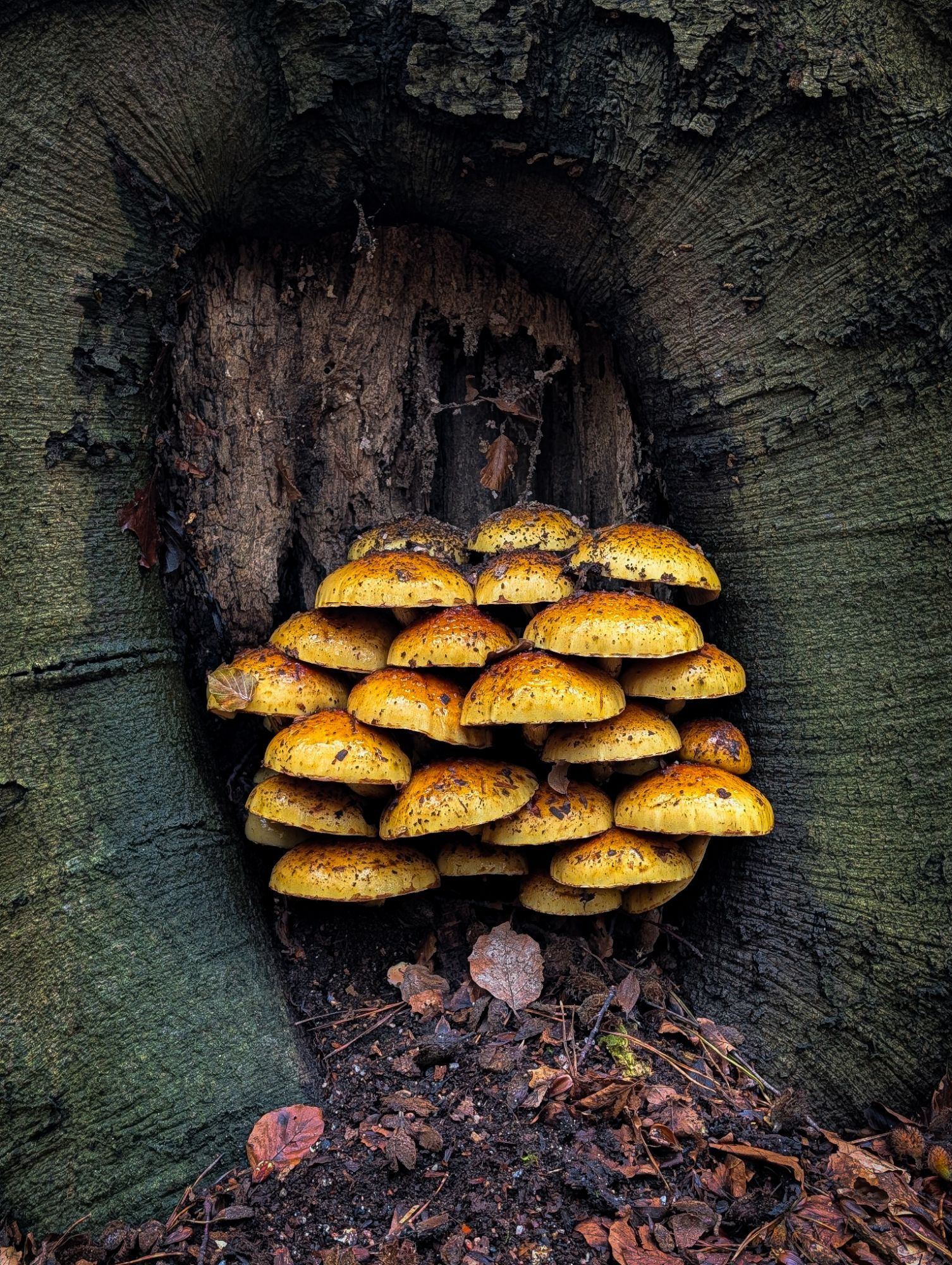 Gnome Town