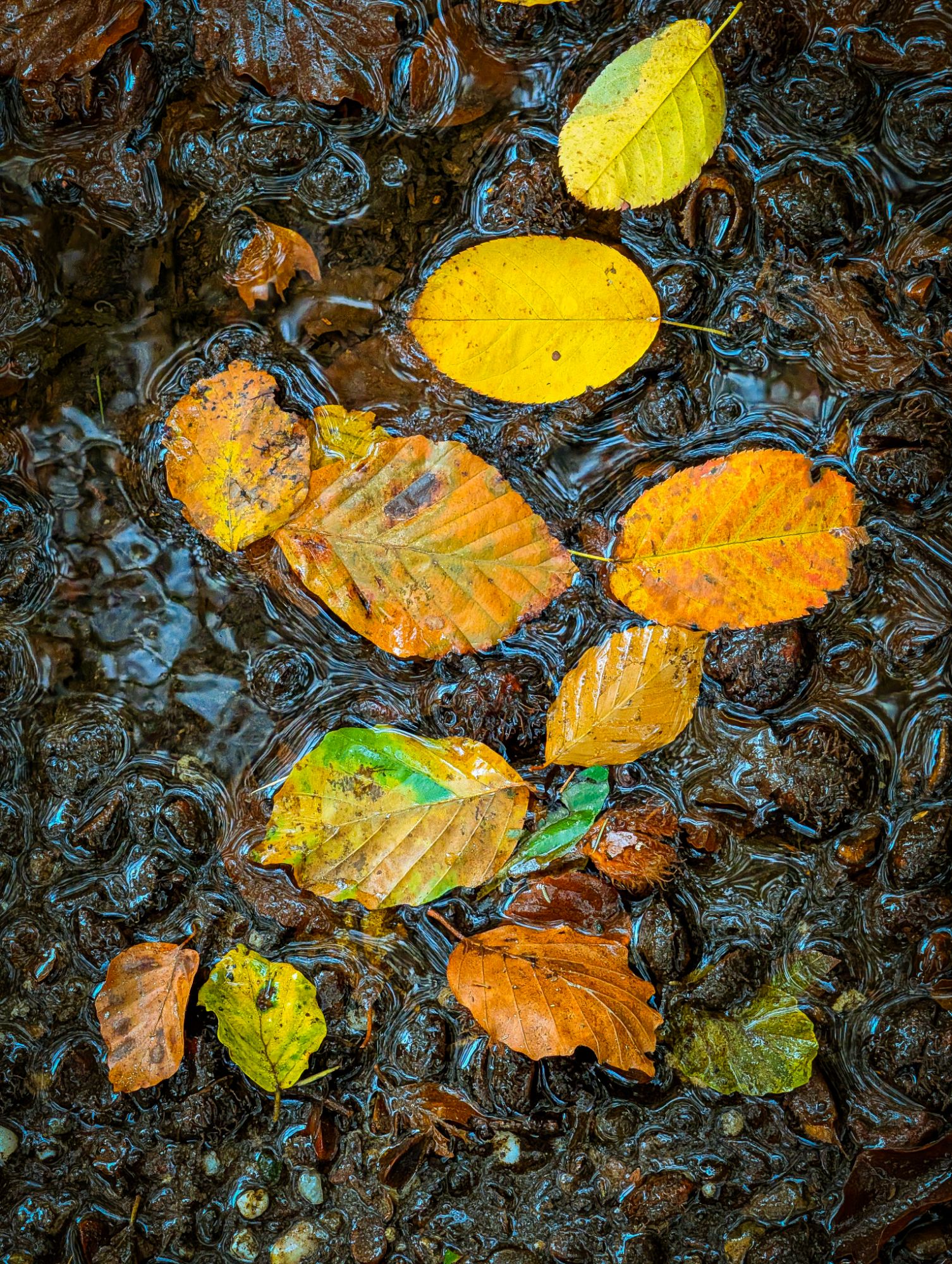 Rainy day
